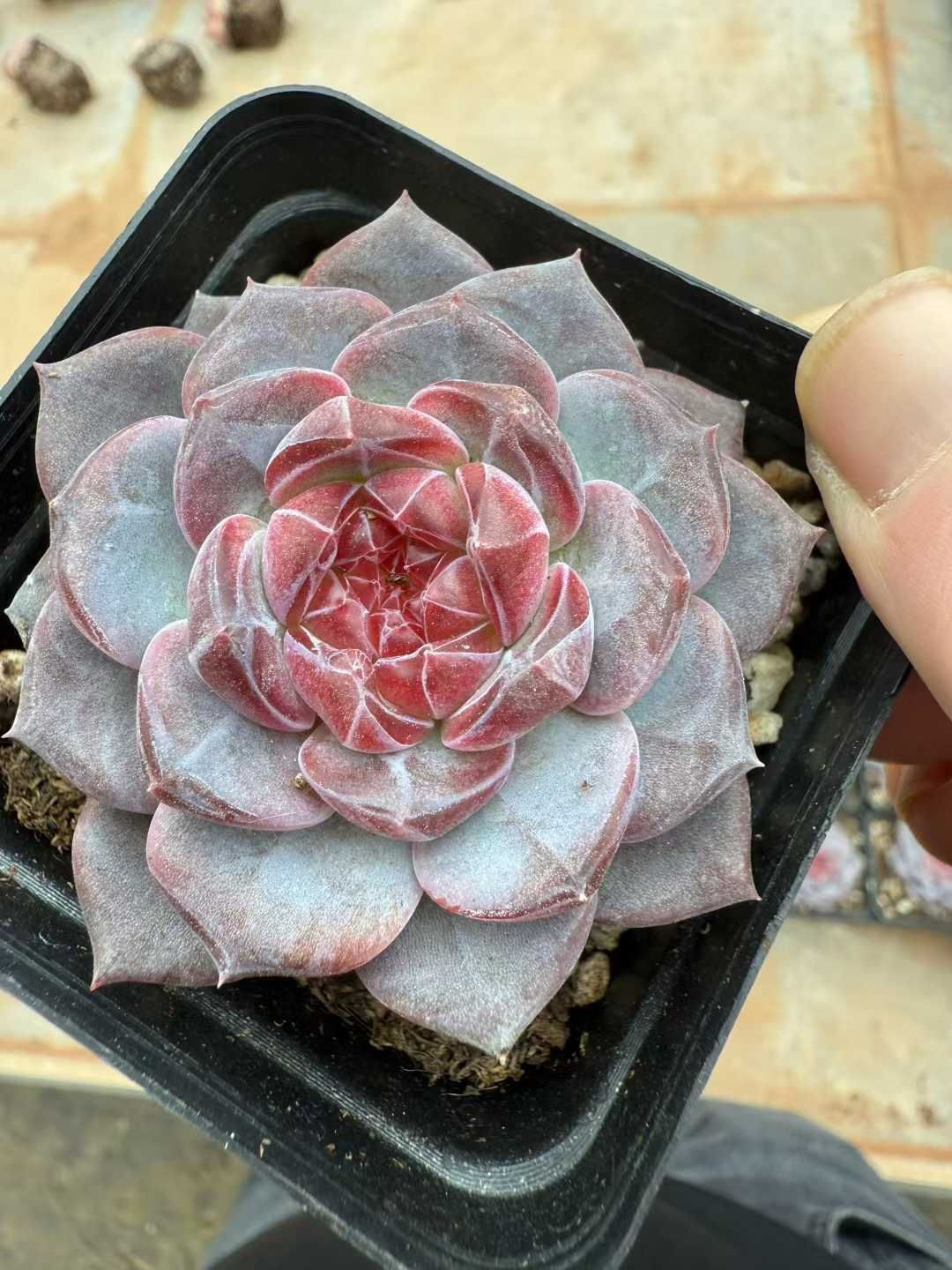 24株×コハク 多肉植物 エケベリア セダム アエオニウム グラプトペタルム 韓国苗 寄せ植え