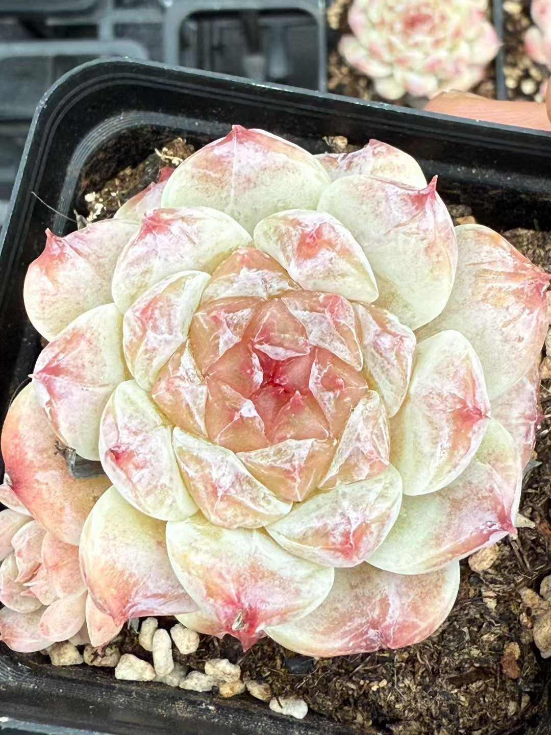 グラプトペタルム 韓国苗