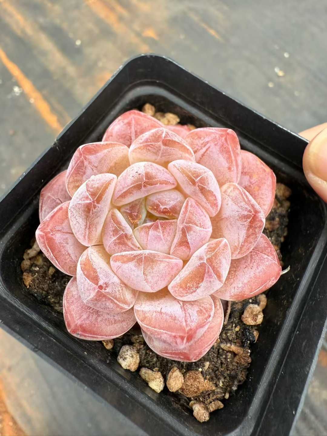 24株 レッドアイス 多肉植物 エケベリア セダム アエオニウム グラプトペタルム 韓国苗 寄せ植え