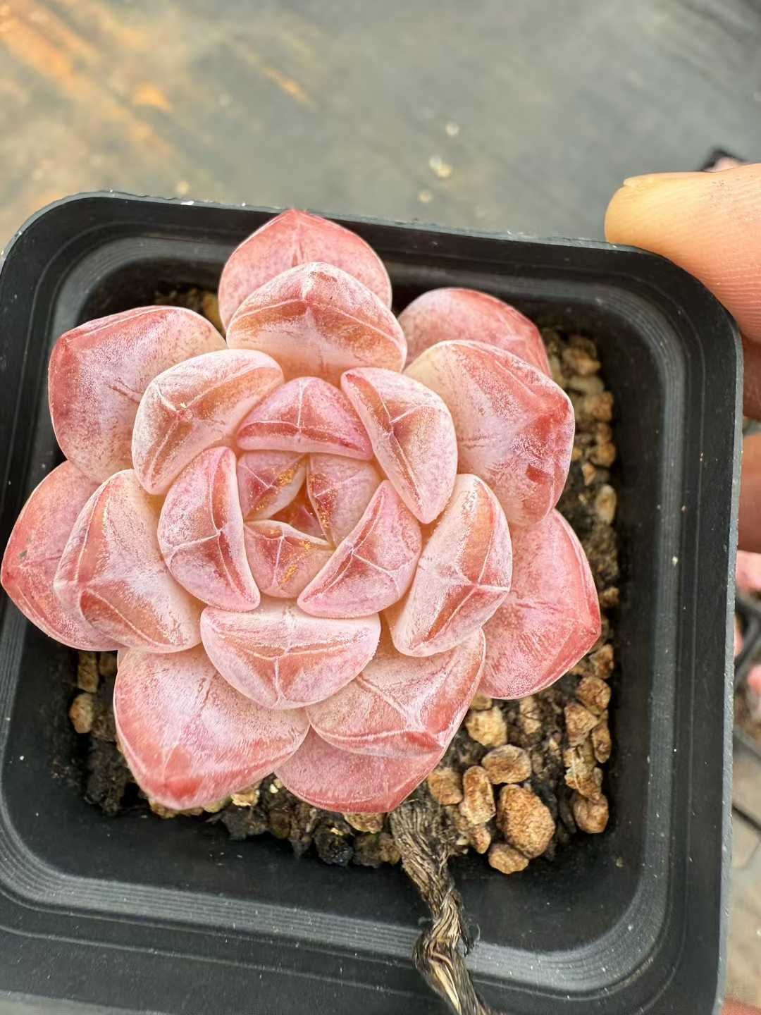 24株×レッドアイス 多肉植物 エケベリア セダム アエオニウム グラプトペタルム 韓国苗 寄せ植え