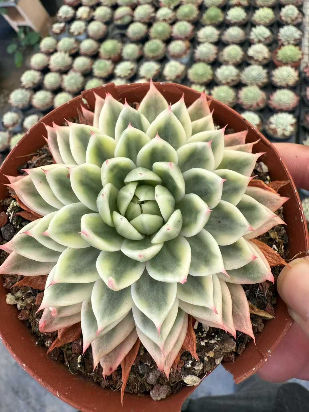 18株 コチョウヒニシキ 多肉植物 エケベリア セダム アエオニウム グラプトペタルム 韓国苗 寄せ植え