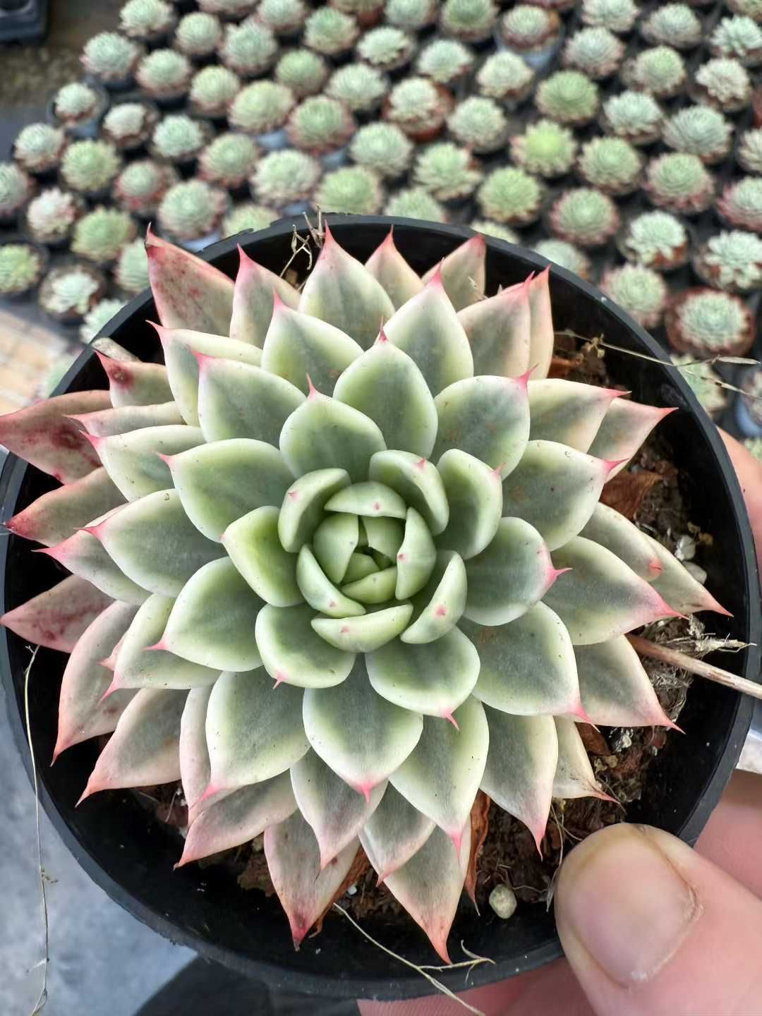 18株×コチョウヒニシキ 多肉植物 エケベリア セダム アエオニウム グラプトペタルム 韓国苗 寄せ植え