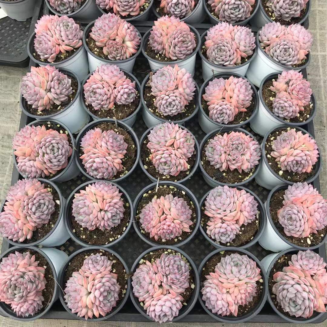 18株×デザートローズ 多肉植物 エケベリア セダム アエオニウム グラプトペタルム 韓国苗 寄せ植え SKL 1434