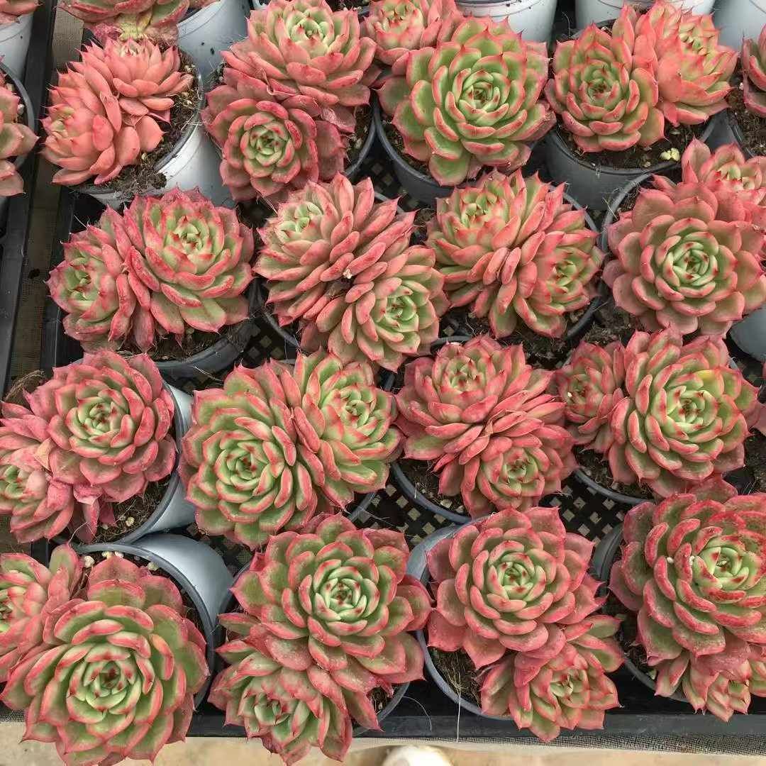 18株×スターバックス 多肉植物 エケベリア セダム アエオニウム グラプトペタルム 韓国苗 寄せ植え