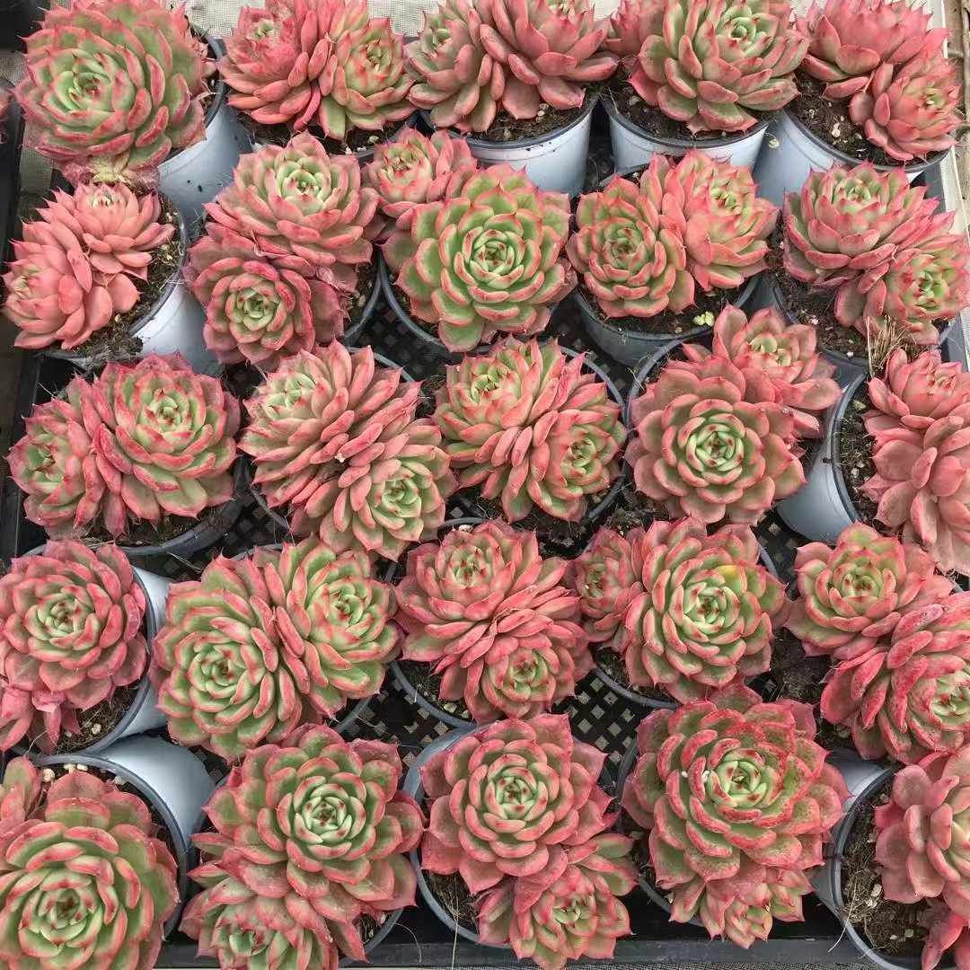 18株×スターバックス 多肉植物 エケベリア セダム アエオニウム グラプトペタルム 韓国苗 寄せ植え