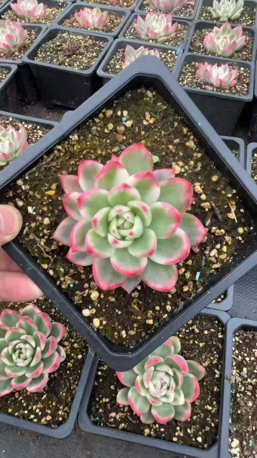 6株×カリストフクリンニシキ 多肉植物 エケベリア セダム アエオニウム グラプトペタルム 韓国苗 寄せ植え