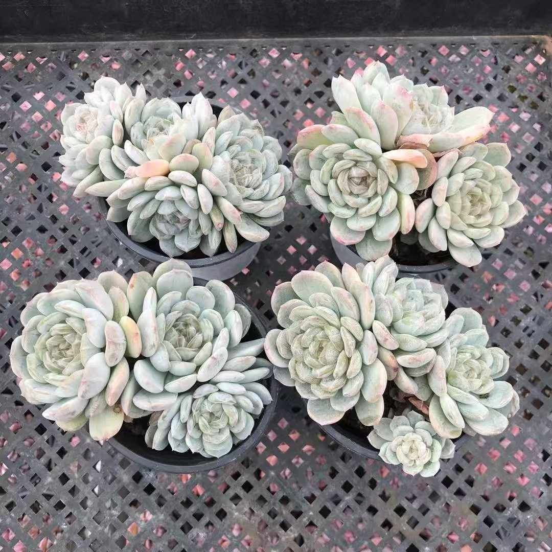 18株×ハクレン 多肉植物 エケベリア セダム アエオニウム グラプトペタルム 韓国苗 寄せ植え
