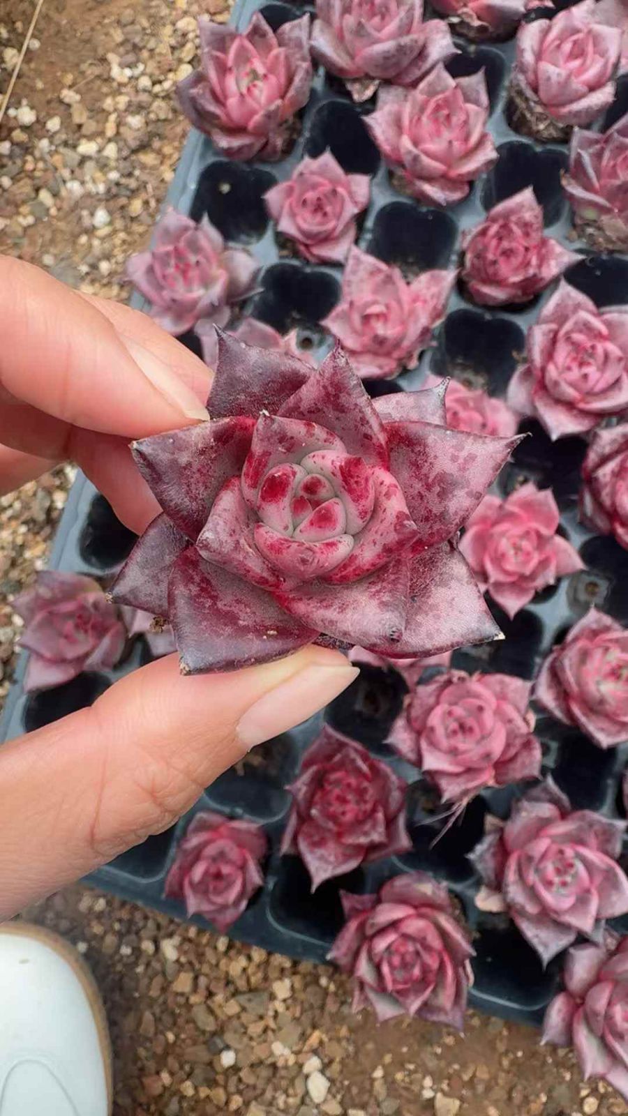 53苗×ハイブリッド ヒガシグモ 多肉植物 エケベリア セダム アエオニウム グラプトペタルム 韓国苗 寄せ植え XQ 297