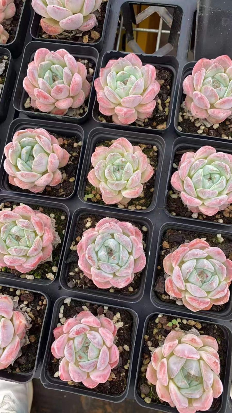 50株×ピンクユメ 多肉植物 エケベリア セダム アエオニウム グラプトペタルム 韓国苗 寄せ植え RC 2158