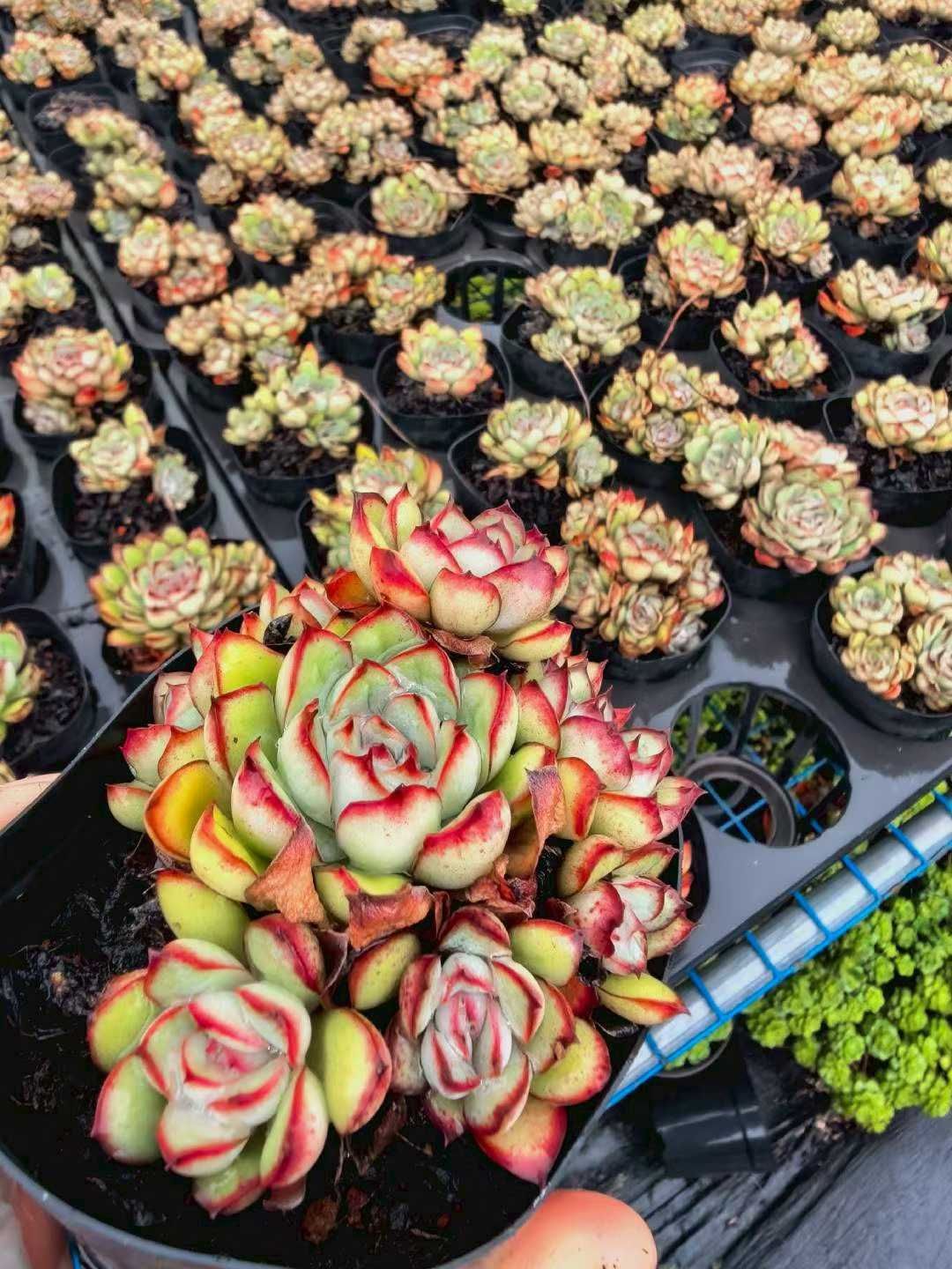 50株×ベニベンリョウイン 多肉植物 エケベリア セダム アエオニウム グラプトペタルム 韓国苗 寄せ植え ZA 1001