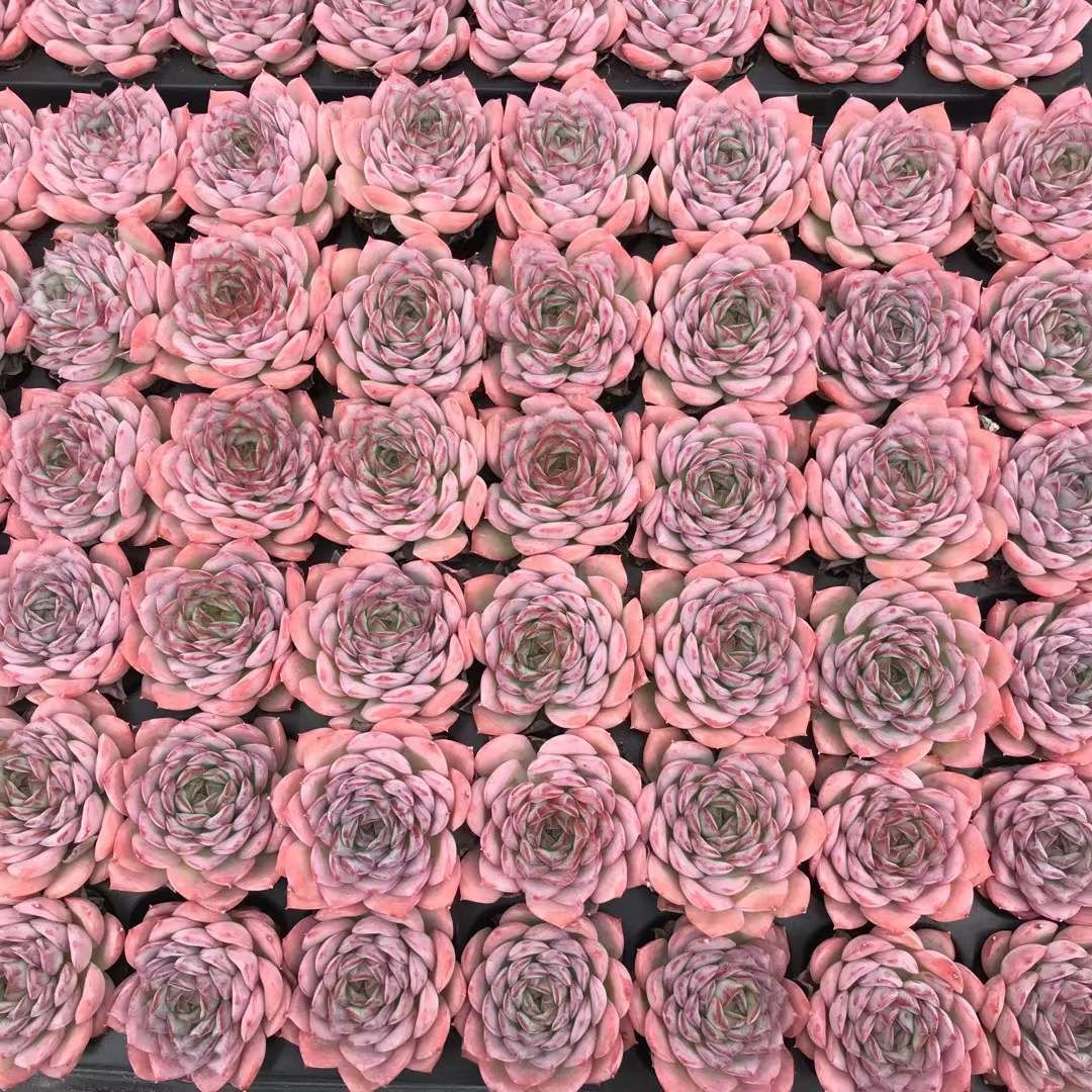 72苗 デザートローズ 多肉植物 エケベリア セダム アエオニウム グラプトペタルム 韓国苗 寄せ植え SKL 1440