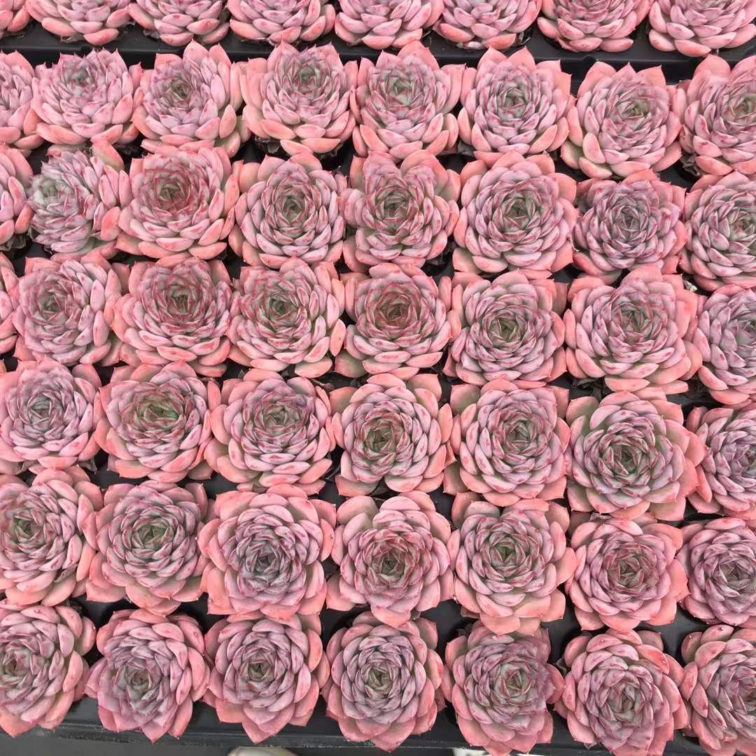 72苗×デザートローズ 多肉植物 エケベリア セダム アエオニウム グラプトペタルム 韓国苗 寄せ植え SKL 1440