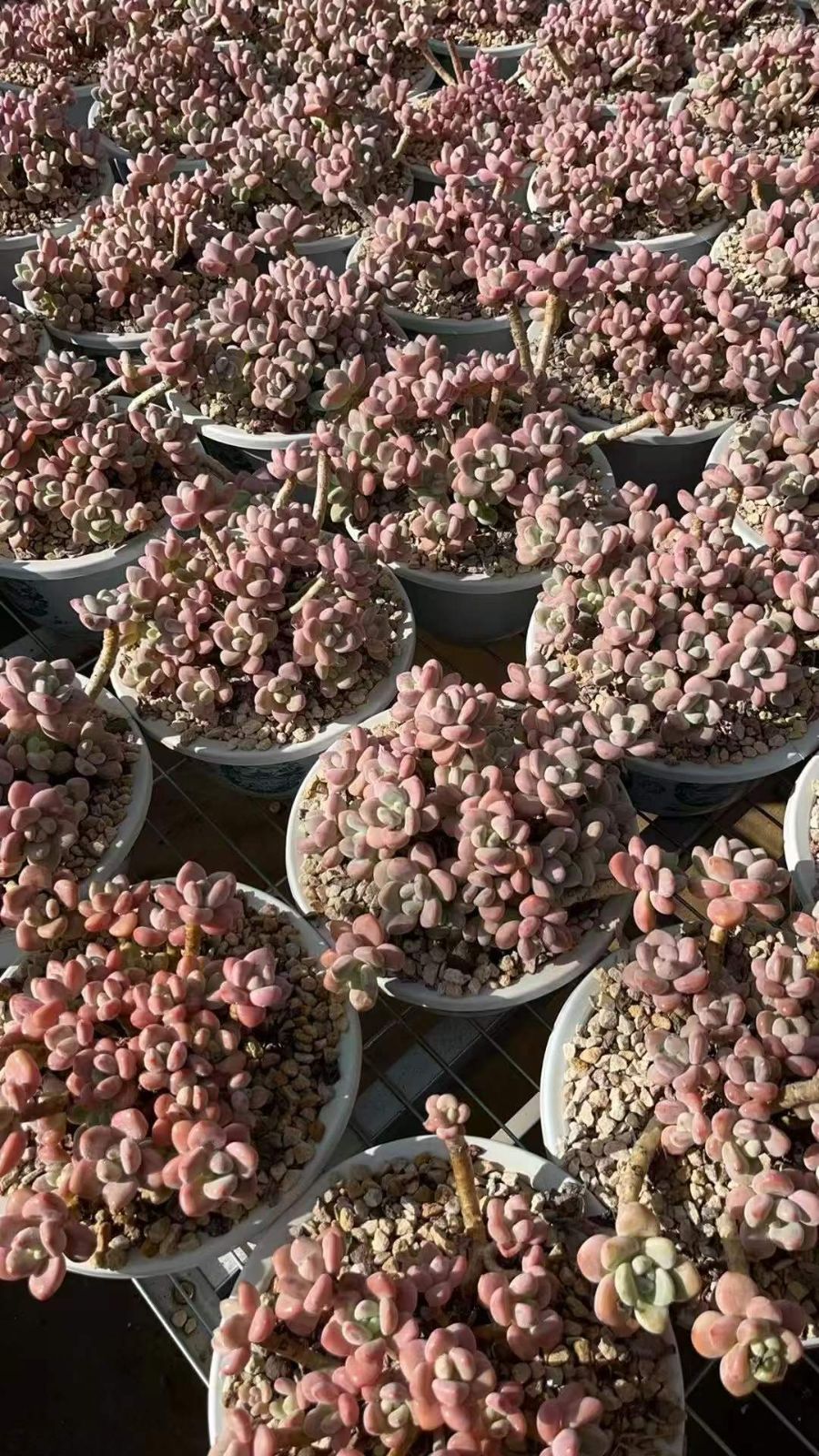 6株×オウカラクジン 多肉植物 エケベリア セダム アエオニウム グラプトペタルム 韓国苗 寄せ植え RC 2139