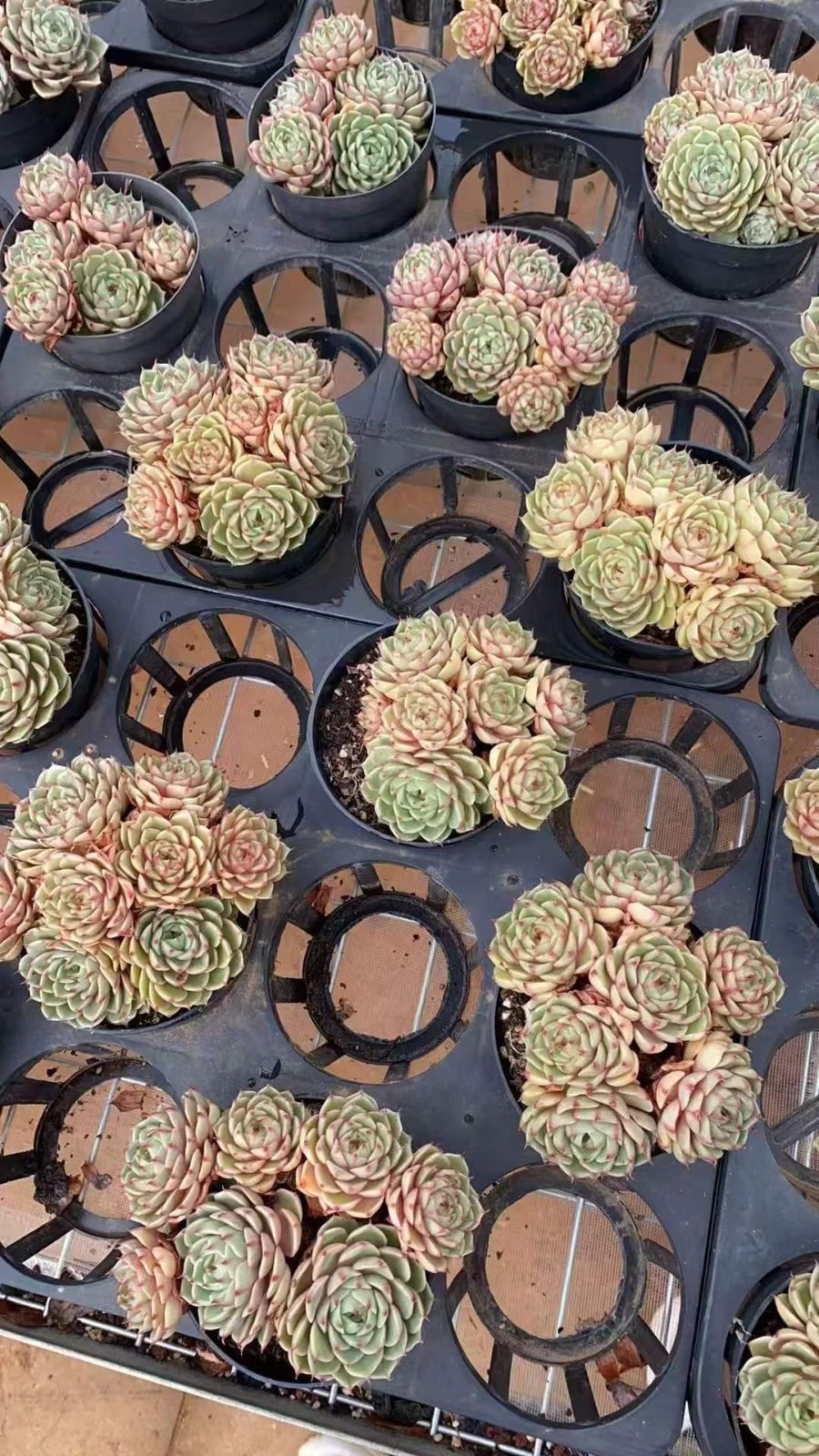 12株×ベンバティス 多肉植物 エケベリア セダム アエオニウム グラプトペタルム 韓国苗 寄せ植え RC 2144