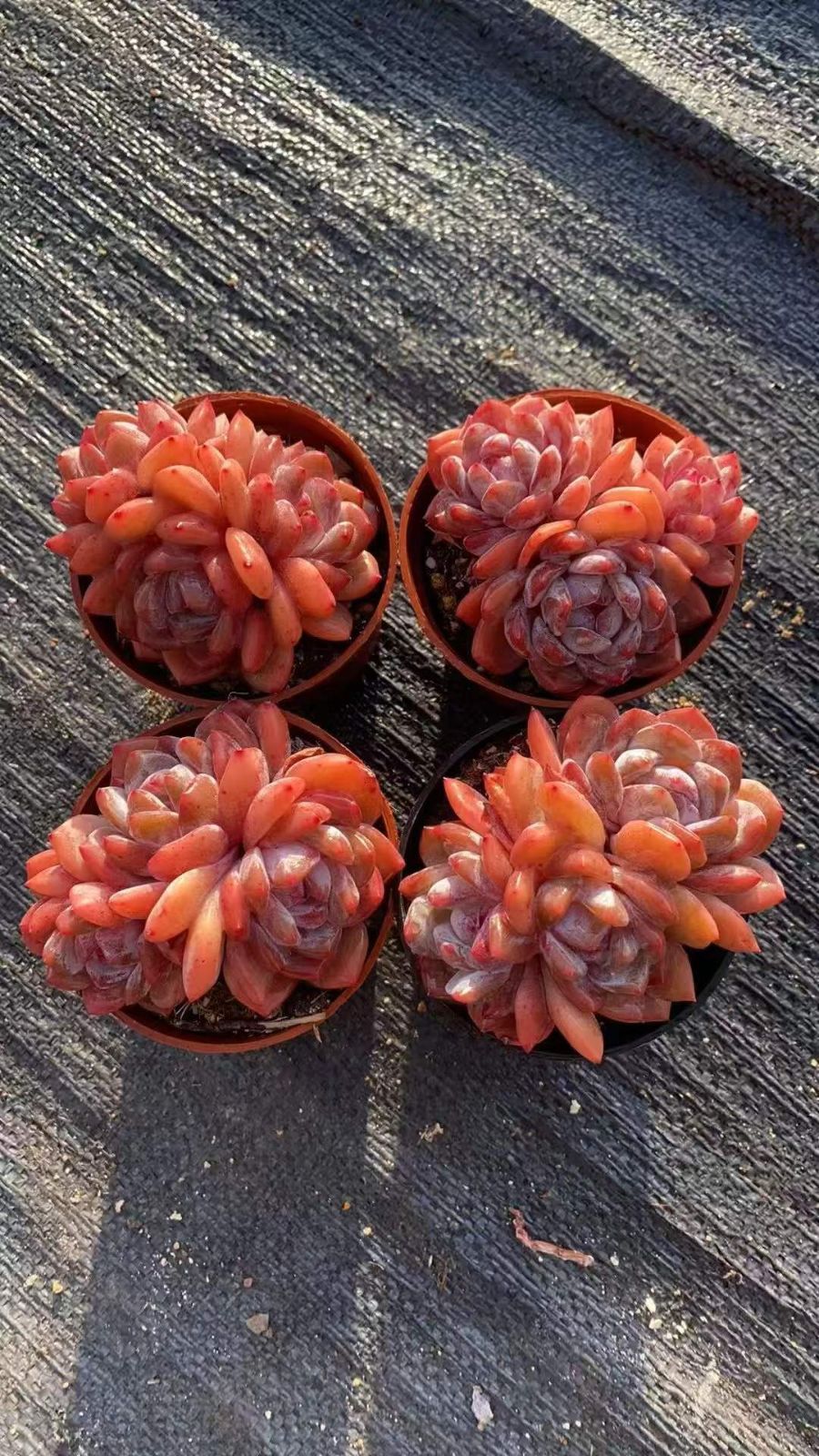 18株×ユキテンシ 多肉植物 エケベリア セダム アエオニウム グラプトペタルム 韓国苗 寄せ植え RC 2154