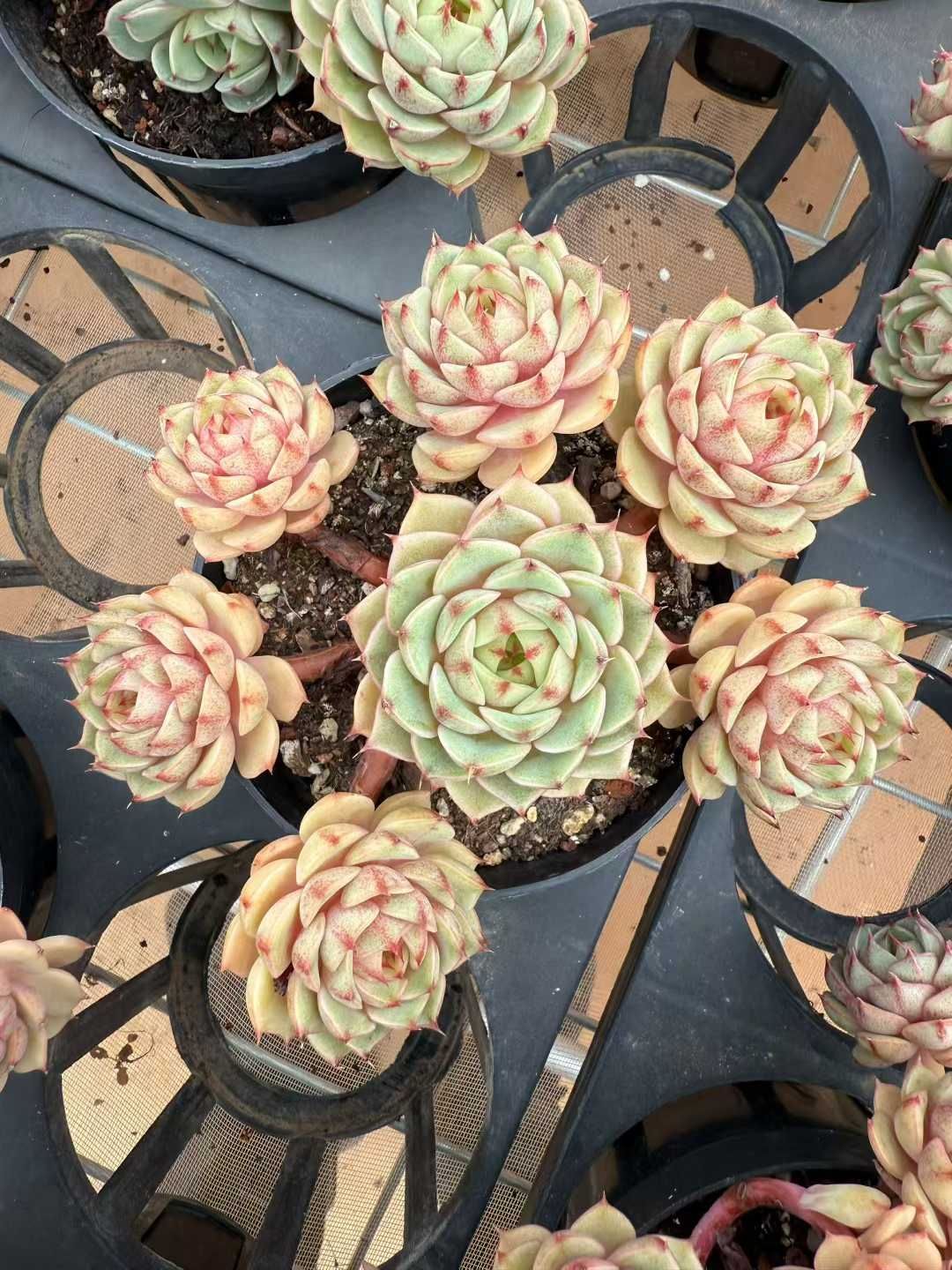 12株×ベンバ 多肉植物 エケベリア セダム アエオニウム グラプトペタルム 韓国苗 寄せ植え