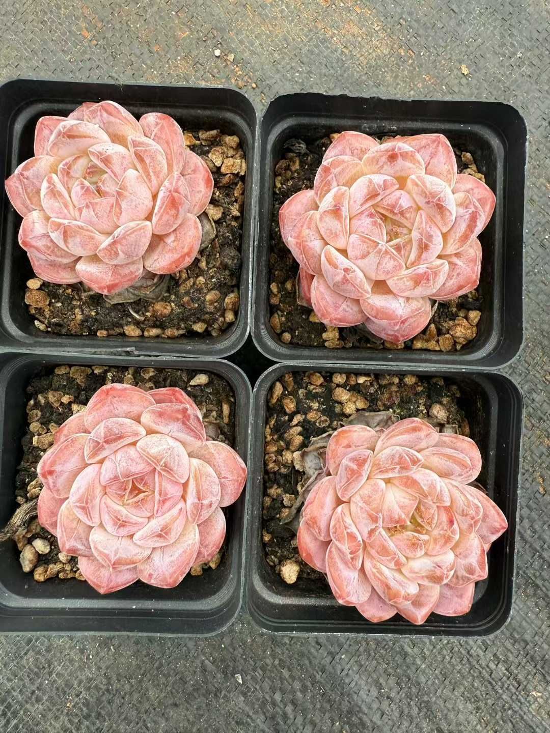 24株×レッドアイス 多肉植物 エケベリア セダム アエオニウム グラプトペタルム 韓国苗 寄せ植え