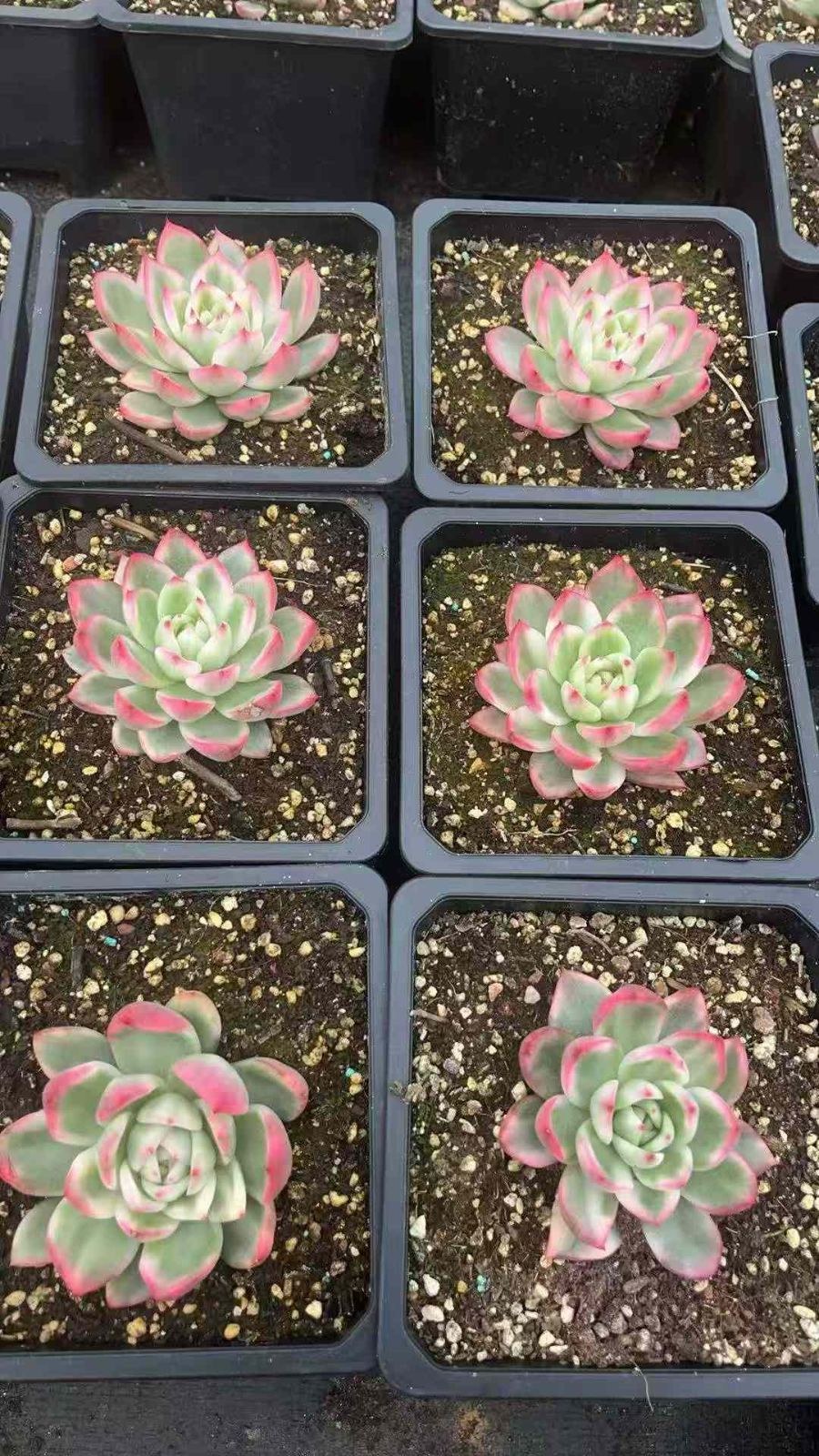 6株 カリストフクリンニシキ 多肉植物 エケベリア セダム アエオニウム グラプトペタルム 韓国苗 寄せ植え