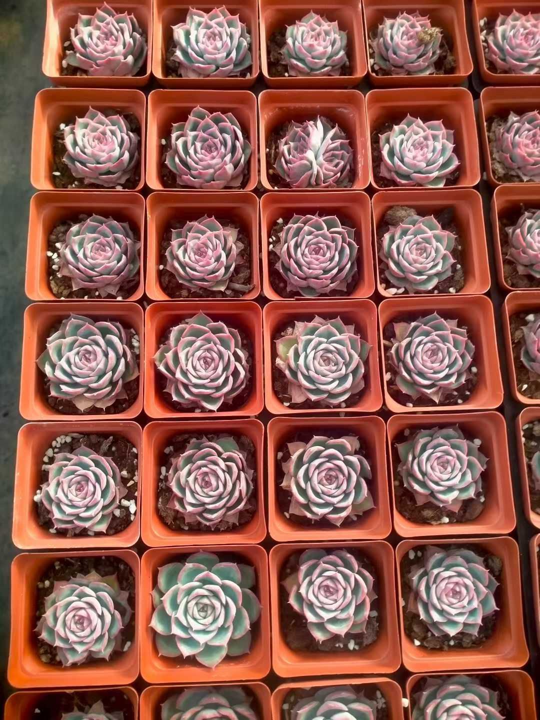 50株 フランスローズ 多肉植物 エケベリア セダム アエオニウム グラプトペタルム 韓国苗 寄せ植え ZX 162