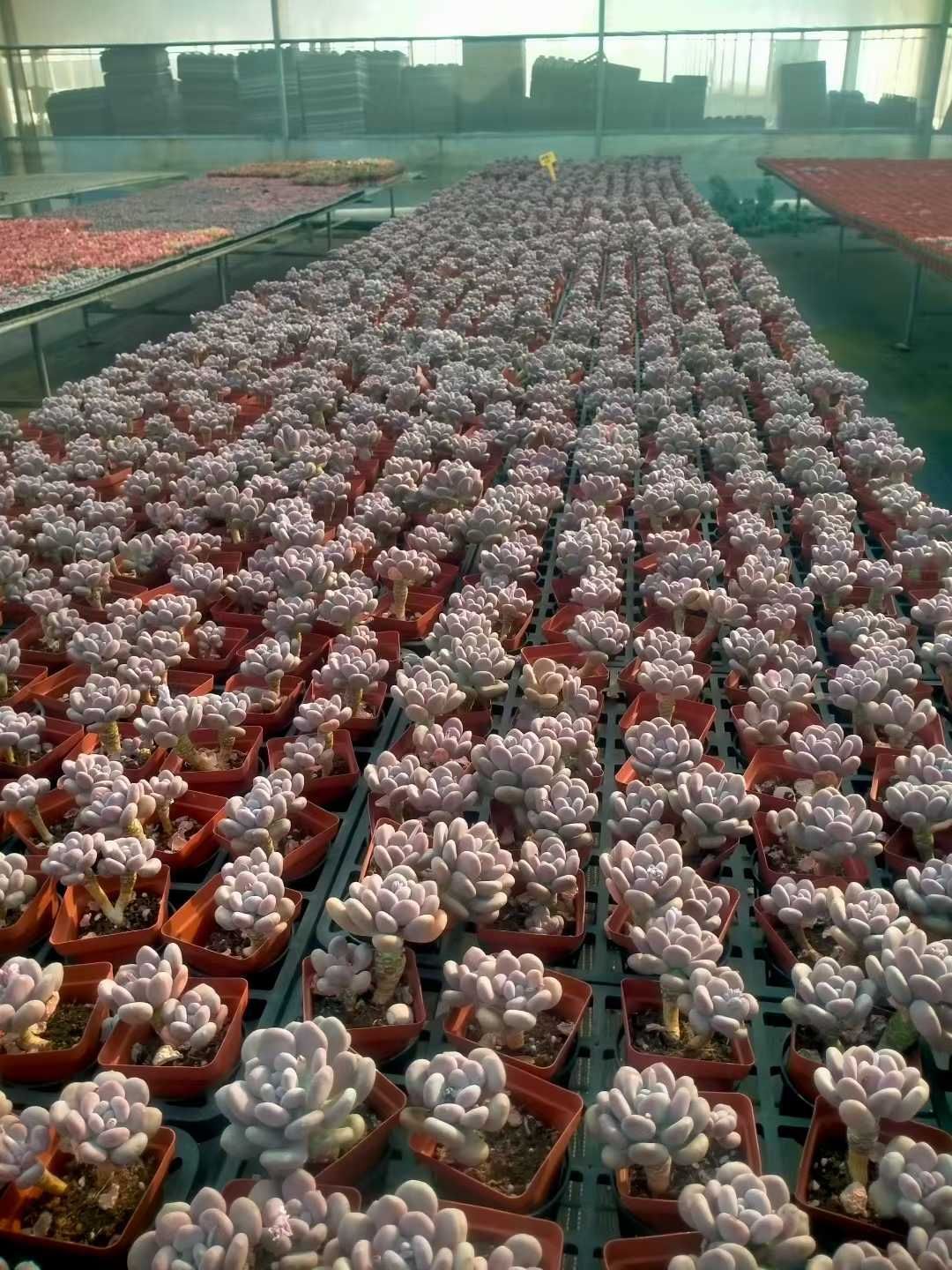 50株×タマビジン 多肉植物 エケベリア セダム アエオニウム グラプトペタルム 韓国苗 寄せ植え ZX 163