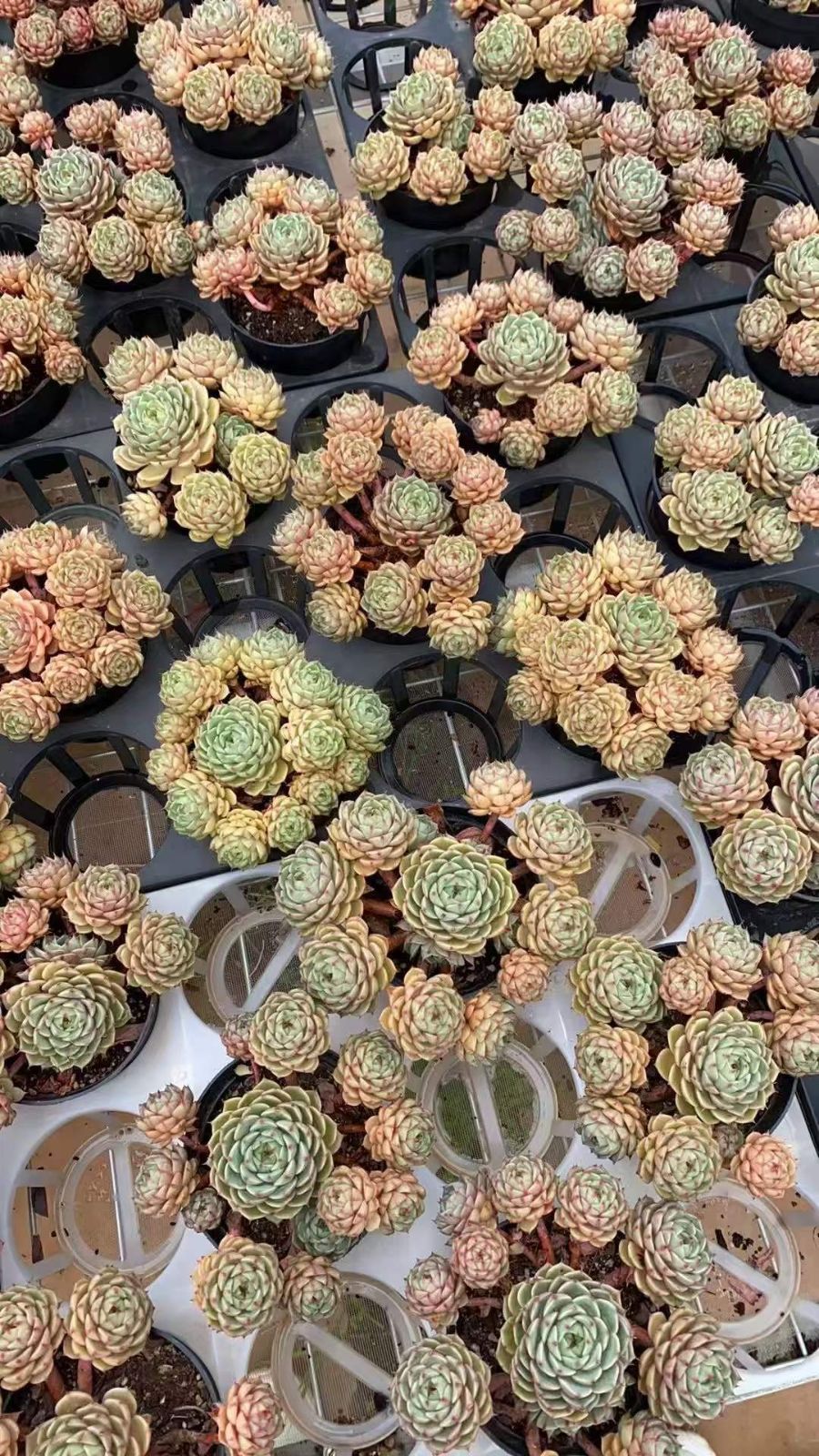 12株×ベンバティス 多肉植物 エケベリア セダム アエオニウム グラプトペタルム 韓国苗 寄せ植え RC 2145