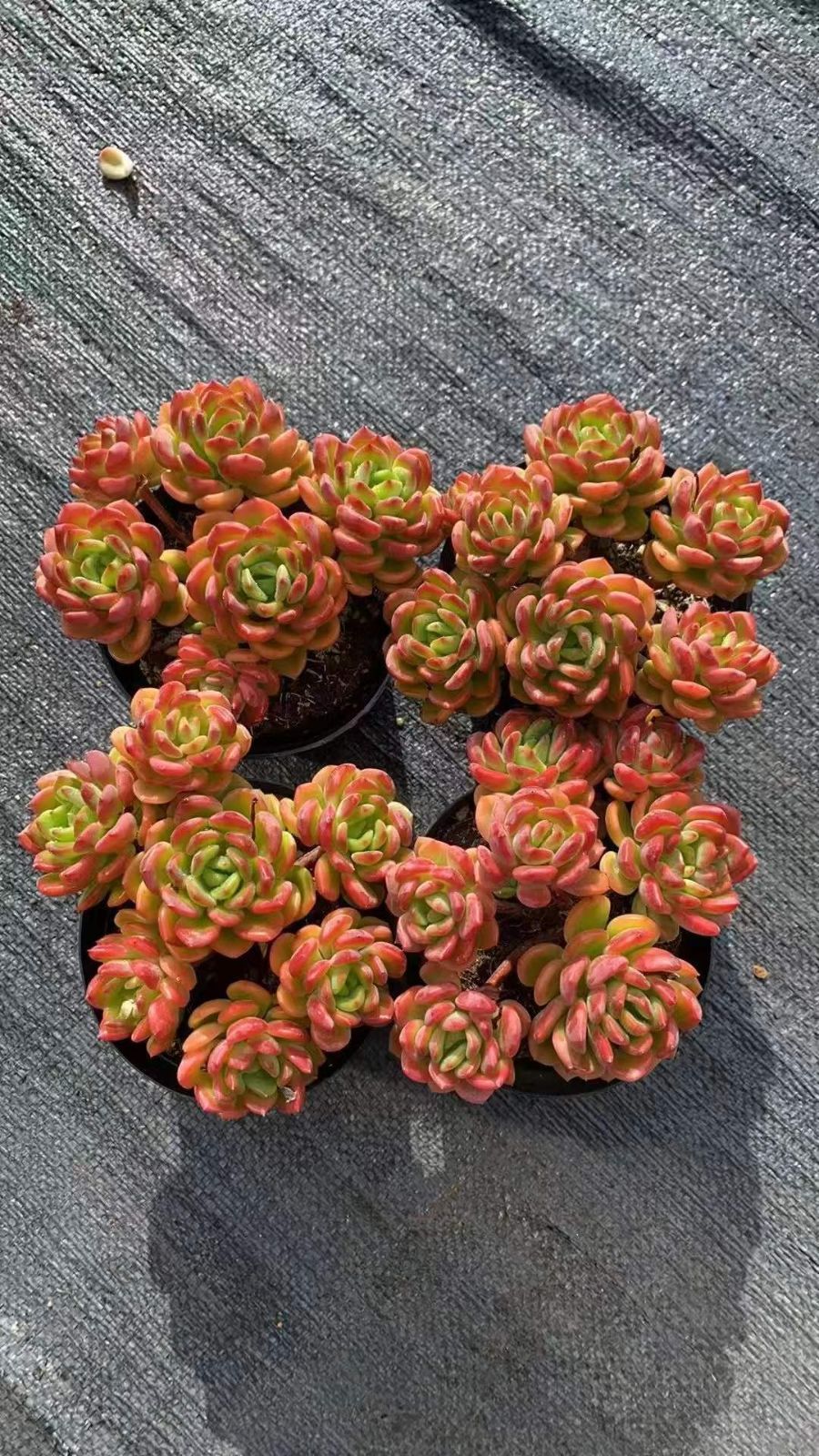 12株×ファンタ 多肉植物 エケベリア セダム アエオニウム グラプトペタルム 韓国苗 寄せ植え RC 2149