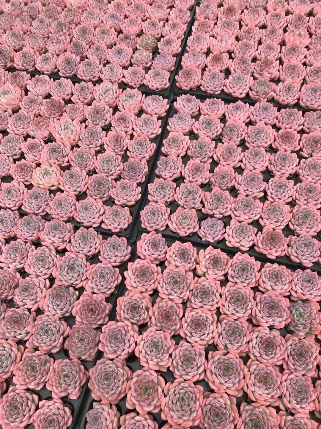 72苗×デザートローズ 多肉植物 エケベリア セダム アエオニウム グラプトペタルム 韓国苗 寄せ植え SKL 1440