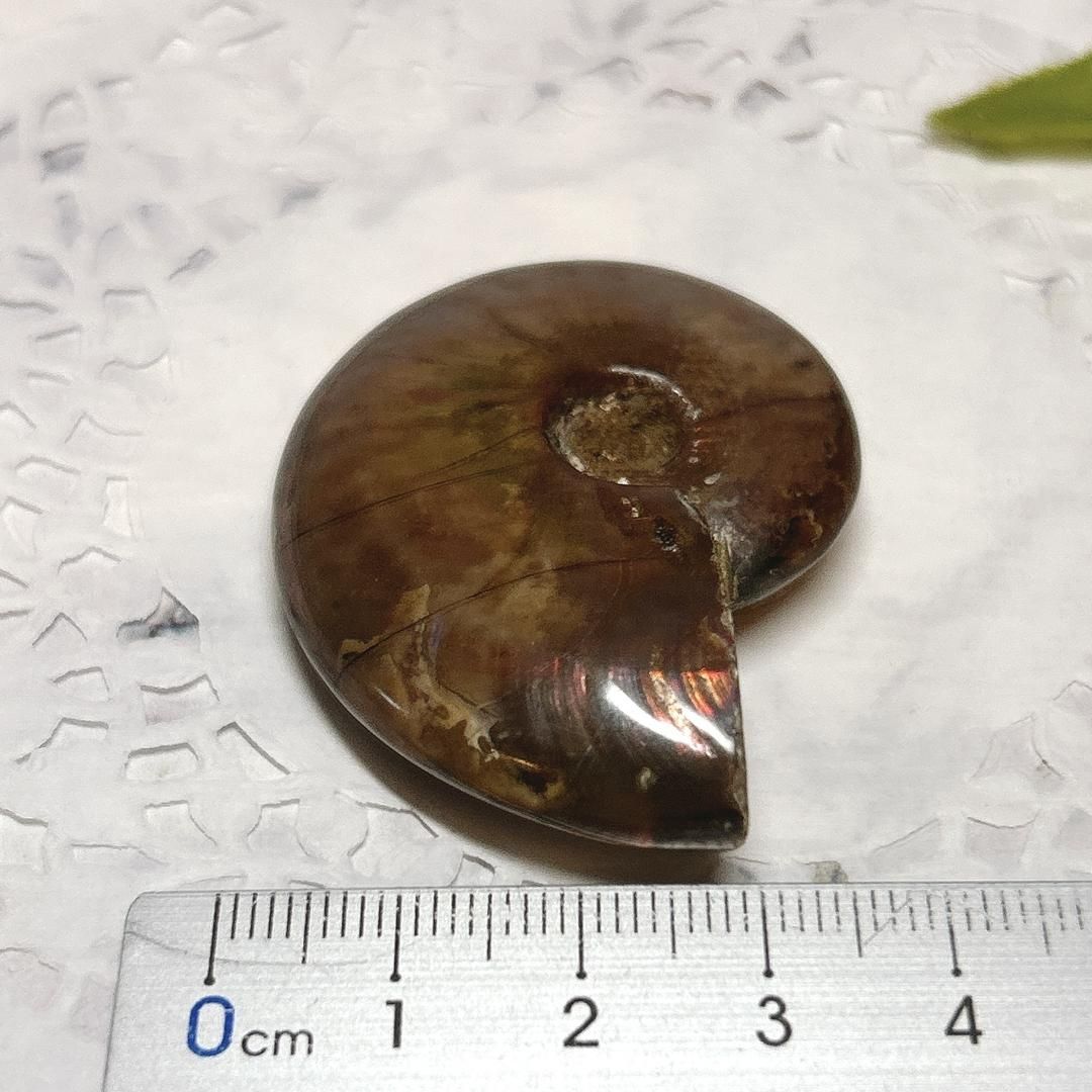 アンモナイト ハウエリセラス 美麗標本 特大 97mm アンモナイト