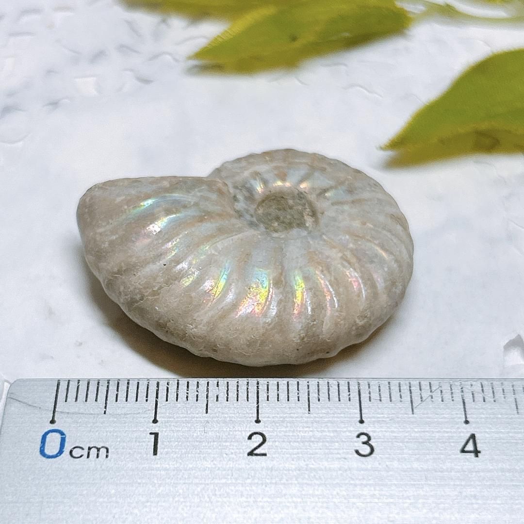 E16433】 レインボーアンモナイト レインボー アンモナイト 虹色 遊色