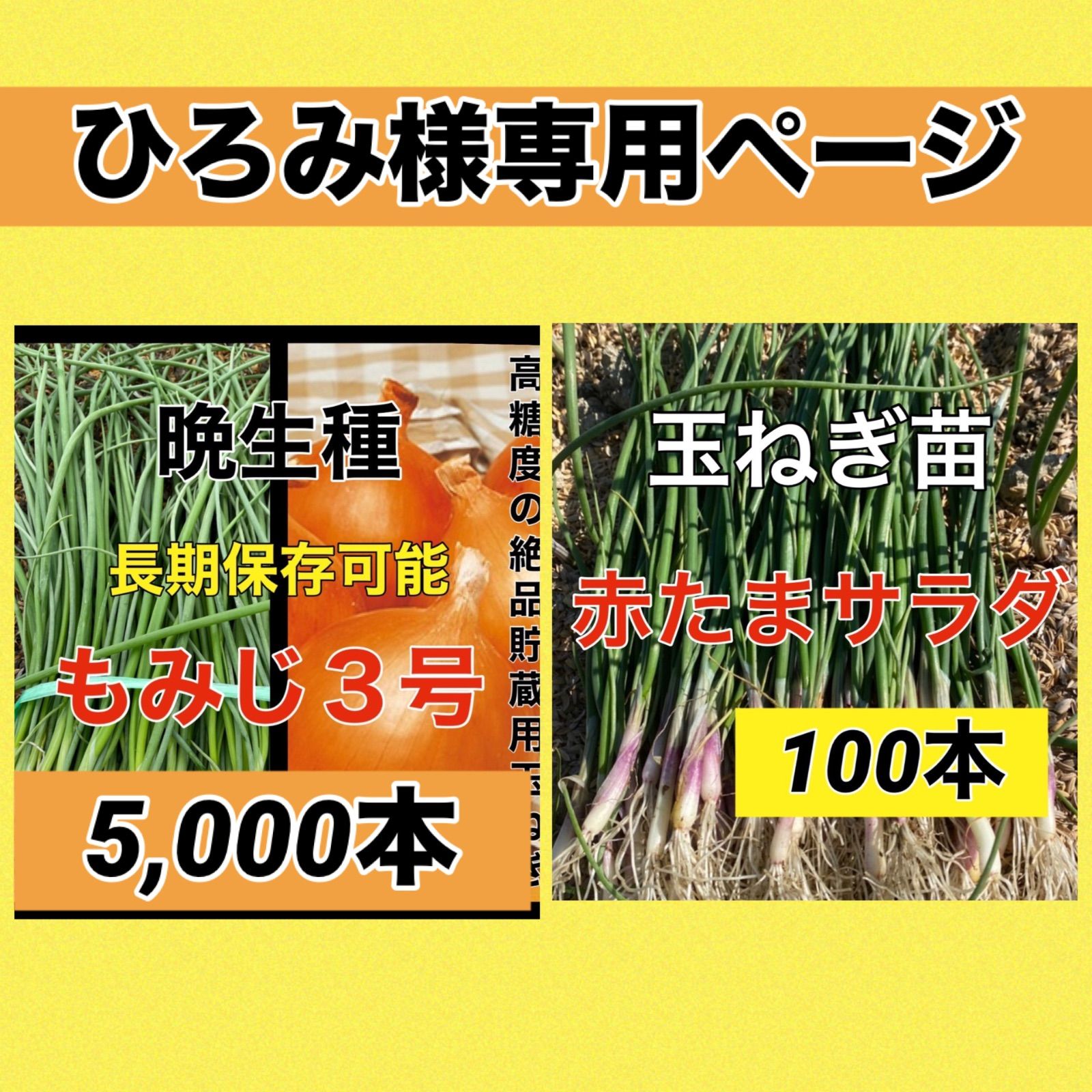 苗の専門店発送‼️もみじ700本➕早生200本➕中生100本‼️玉ねぎ苗 苗の専門店発送‼️もみじ700本➕早生200本➕中生100本‼️玉ねぎ苗