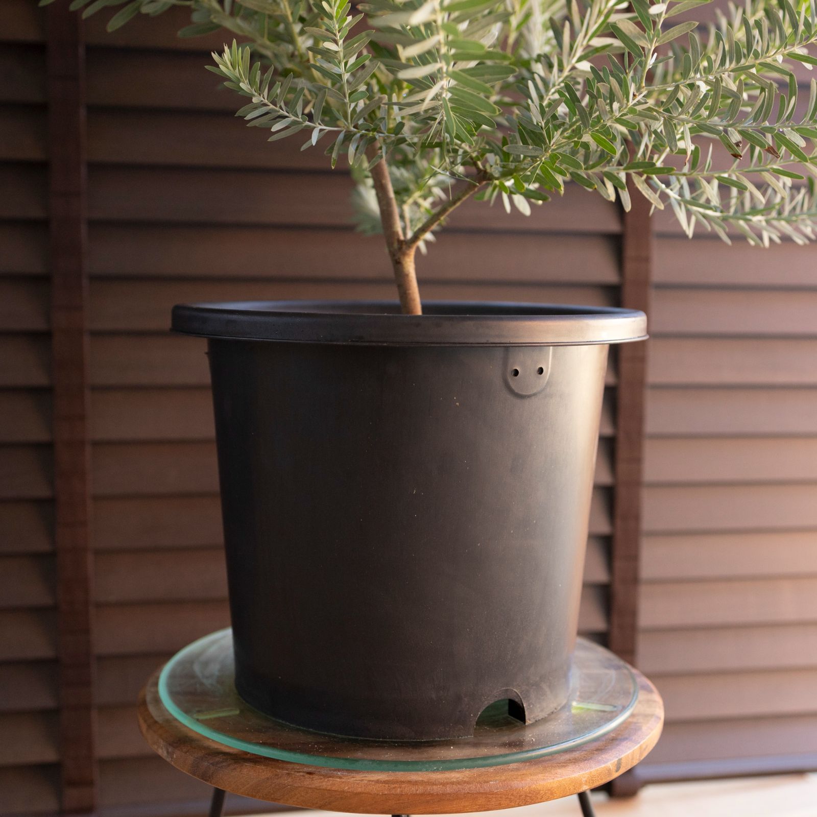 アカシア ブルーブッシュ 8号 Acacia Blue bush オージープランツ 庭木 植木 1108 BK