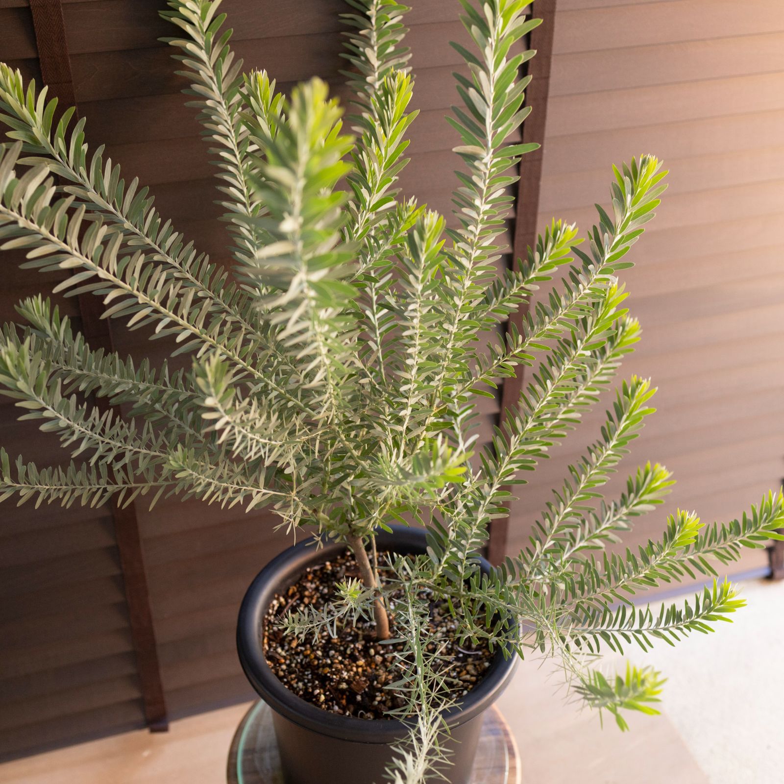 アカシア ブルーブッシュ 8号 Acacia Blue bush オージープランツ 庭木 植木 1108 BK