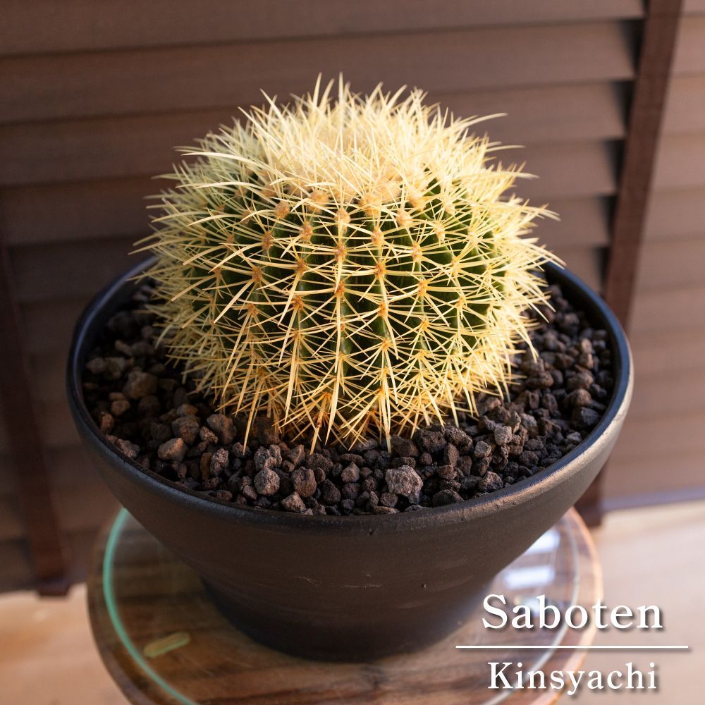 発根済 30 cm 金鯱 サボテン 10号 ドライガーデン 金シャチ キンシャチ 陶器鉢 1108 BK