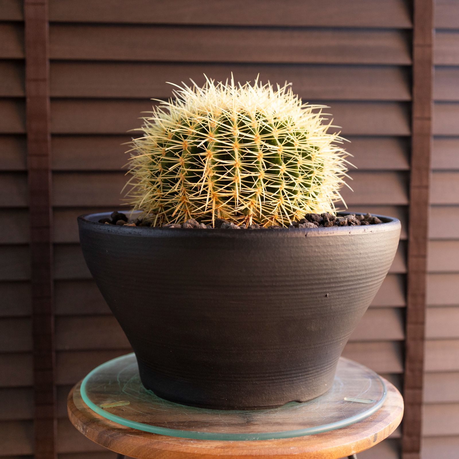 発根済 30 cm 金鯱 サボテン 10号 ドライガーデン 金シャチ キンシャチ 陶器鉢 1108 BK