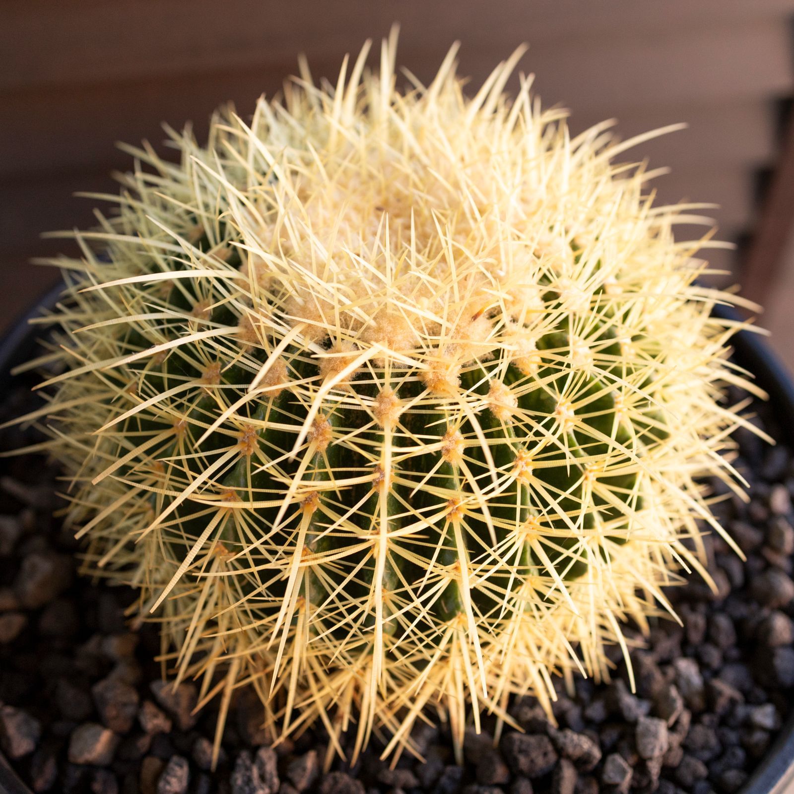 発根済 30 cm 金鯱 サボテン 10号 ドライガーデン 金シャチ キンシャチ 陶器鉢 1108 BK