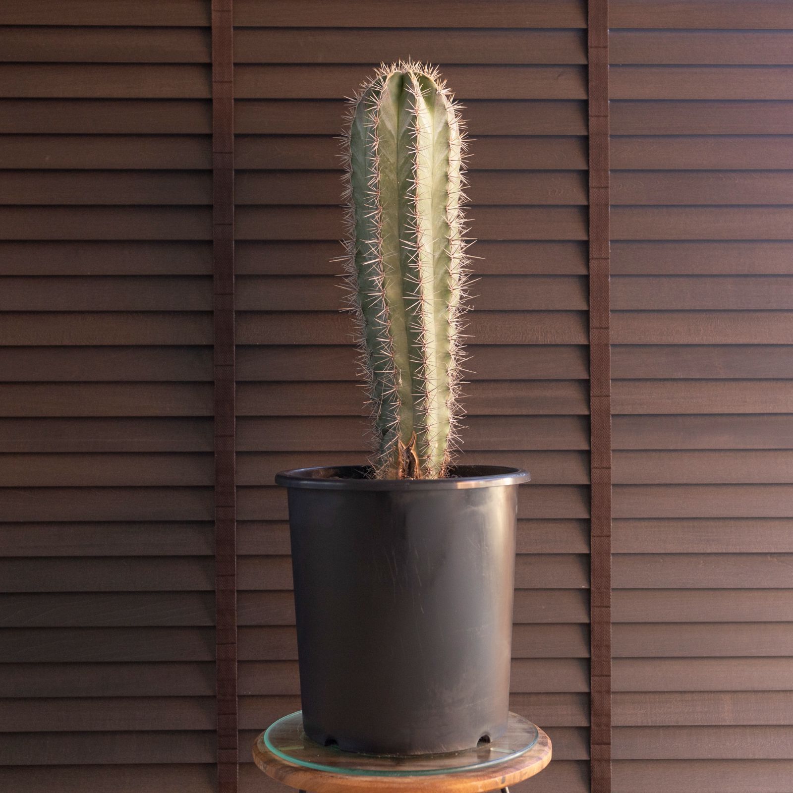 武倫柱 柱サボテン 8号 高さ72 cm パキケレウス ブリン柱 ブリンチュウ 1108 BK