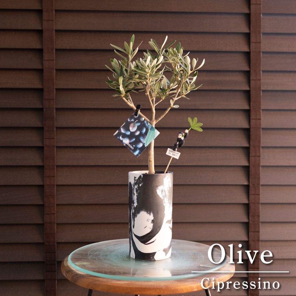 希少ドライガーデン株?】ユッカ・ロストラータ 鉢付き 葉先約110cm