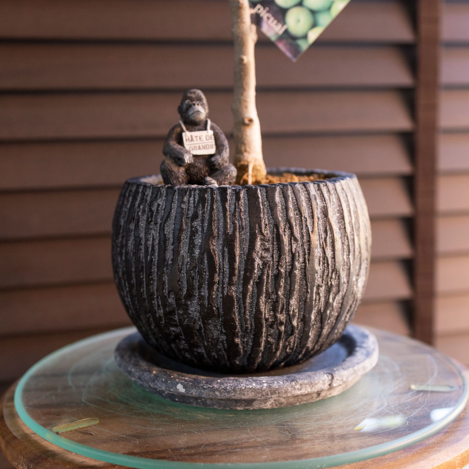 創樹 Olive オリーブの木 盆栽 SOUJU Picual ピクアル オリーブ 5号陶器鉢 自家結実 1108 NV