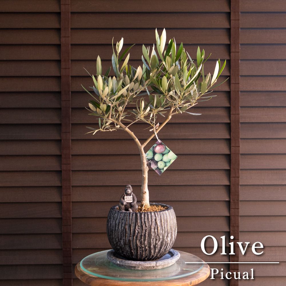 創樹 Olive オリーブの木 盆栽 SOUJU Picual ピクアル オリーブ 5号陶器鉢 自家結実 1108 NV