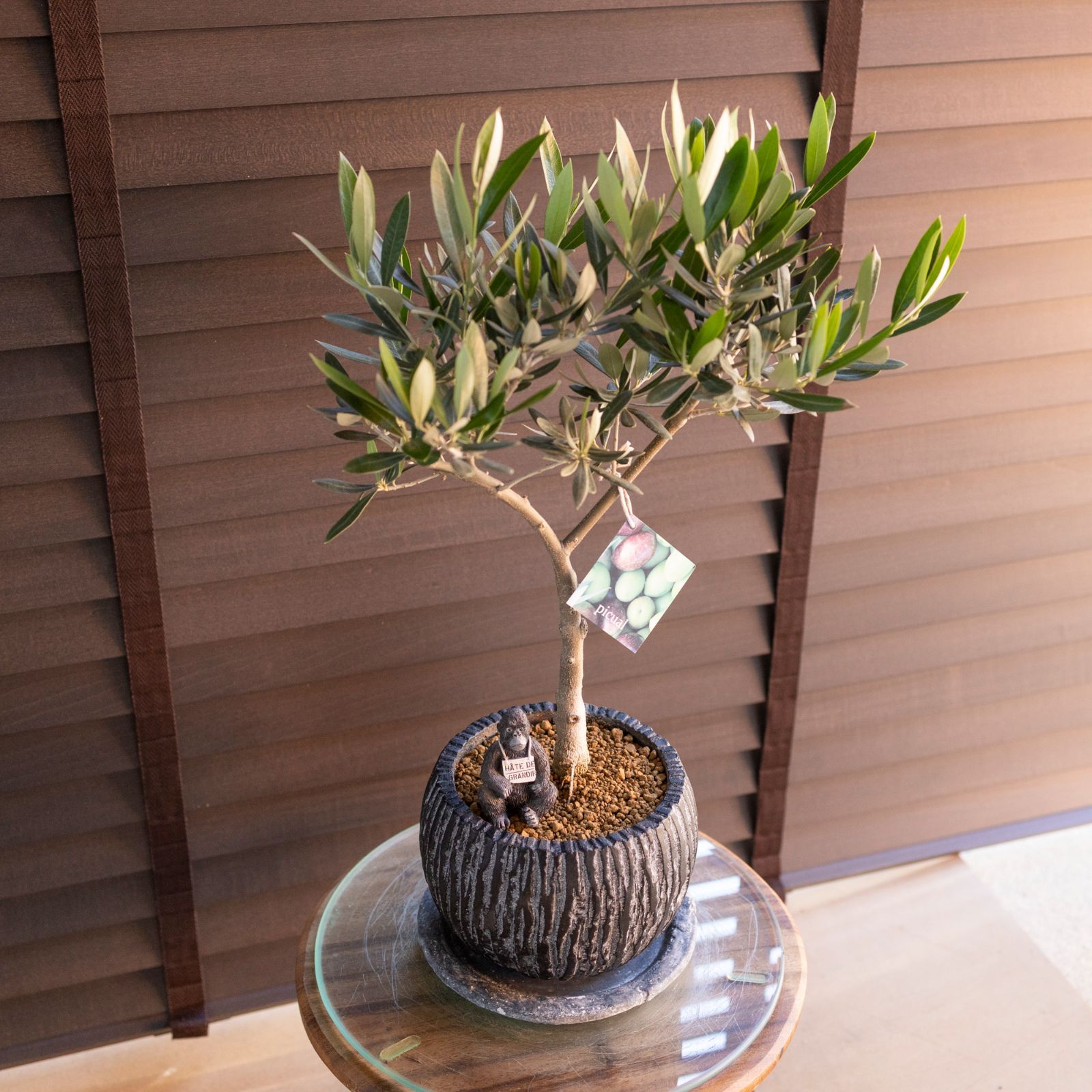 創樹 Olive オリーブの木 盆栽 SOUJU Picual ピクアル オリーブ 5号陶器鉢 自家結実 1108 NV