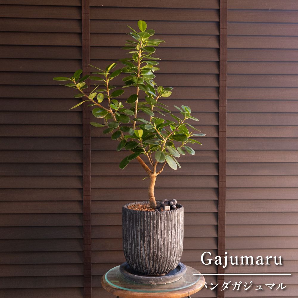 パンダガジュマル 6号 陶器鉢 ピック付 観葉植物 ガジュマルの木 多幸