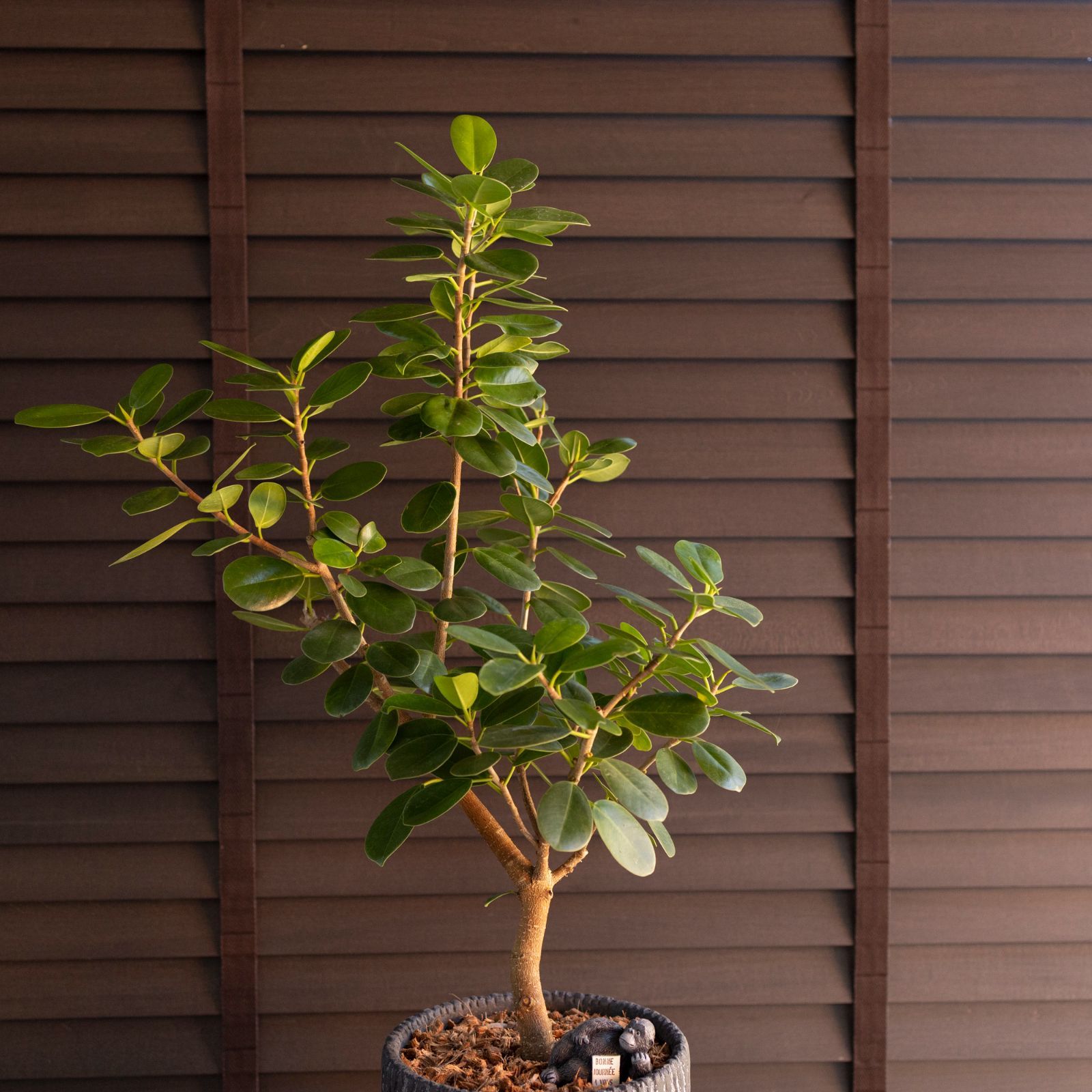 パンダ　ガジュマル　6 園芸ネット本店｜[棚卸セール]ガジュマル：パンダガジュマル 6号鉢植え