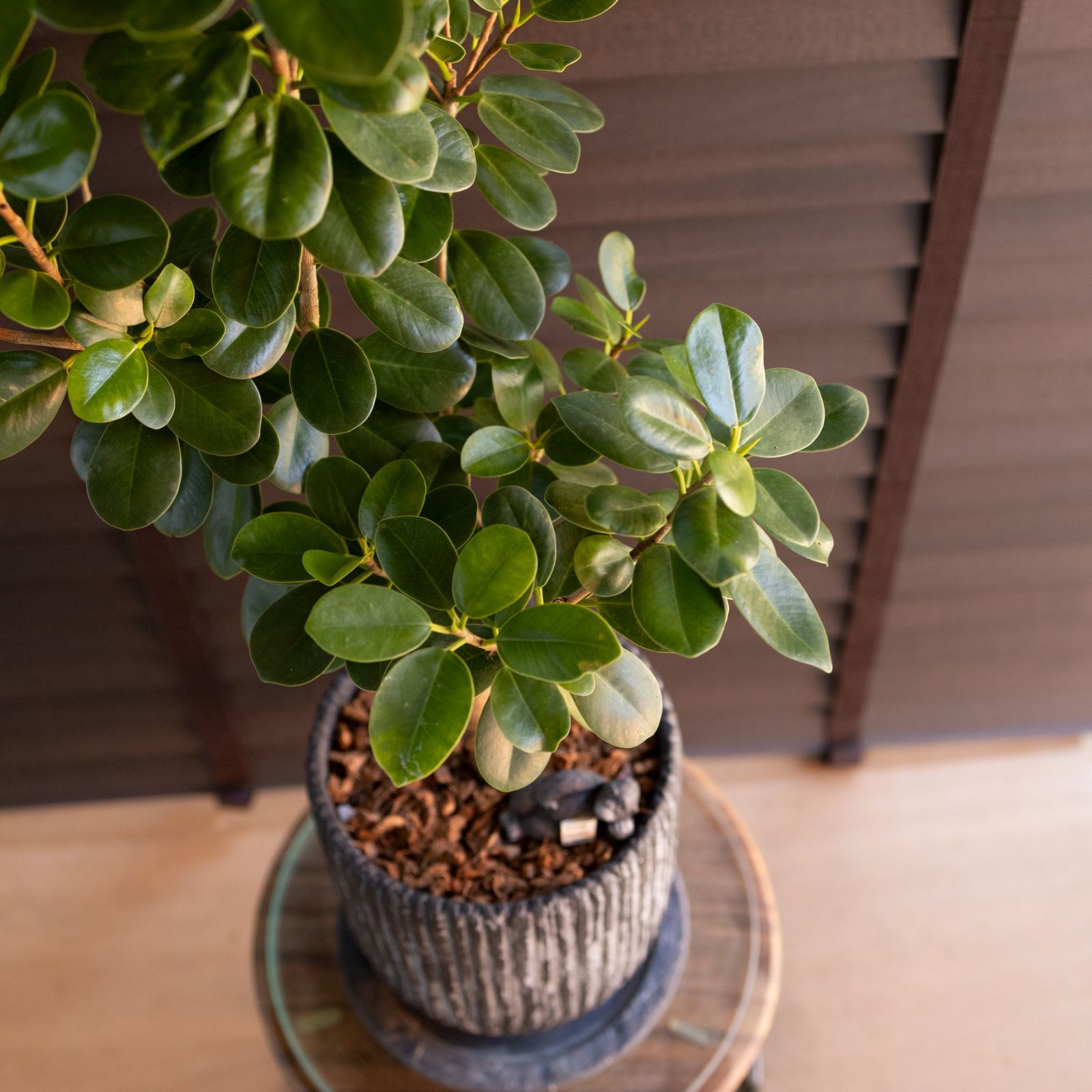 パンダガジュマル 6号 陶器鉢 ピック付 観葉植物 ガジュマルの木 多幸