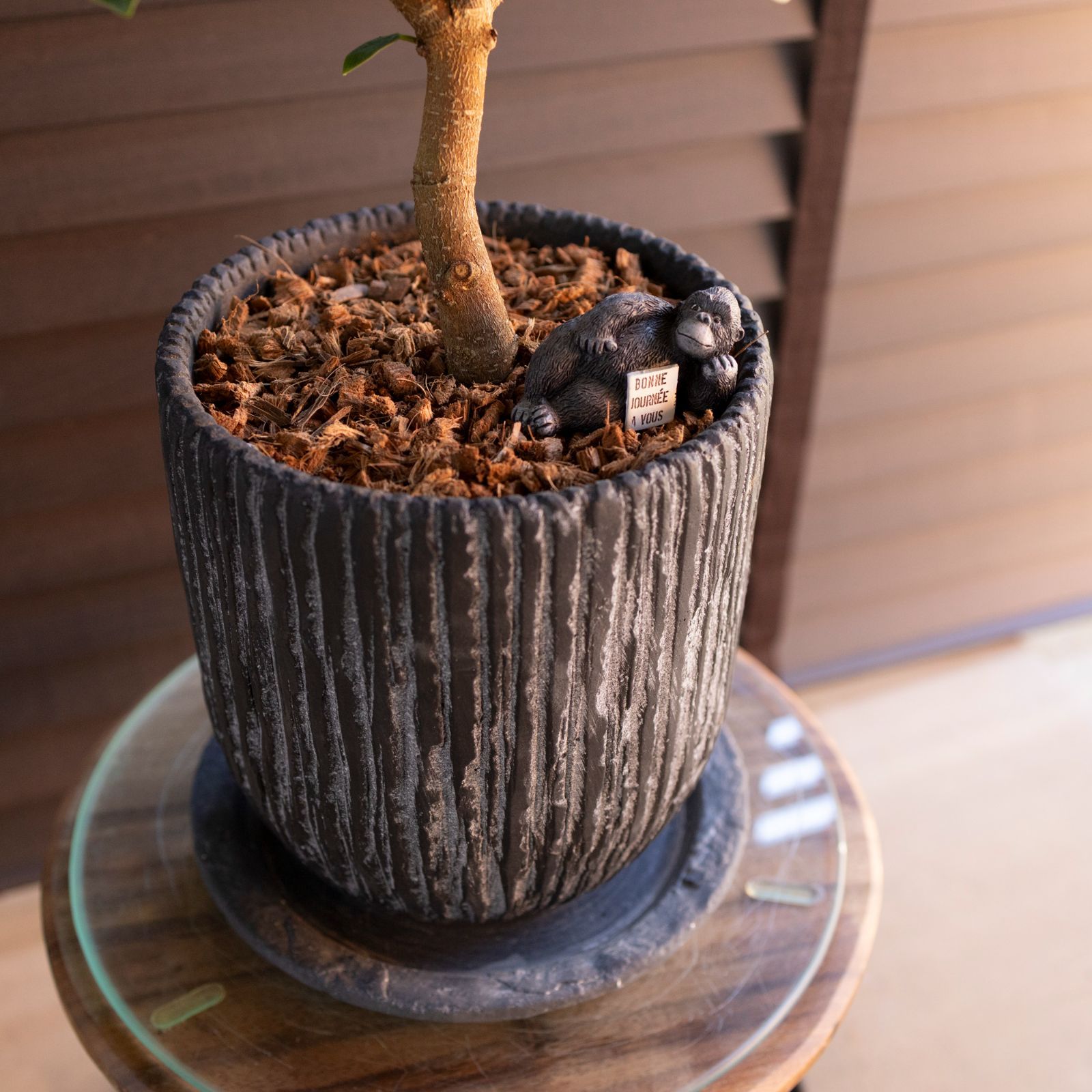 パンダガジュマル 6号 陶器鉢 ピック付 観葉植物 ガジュマルの木 多幸