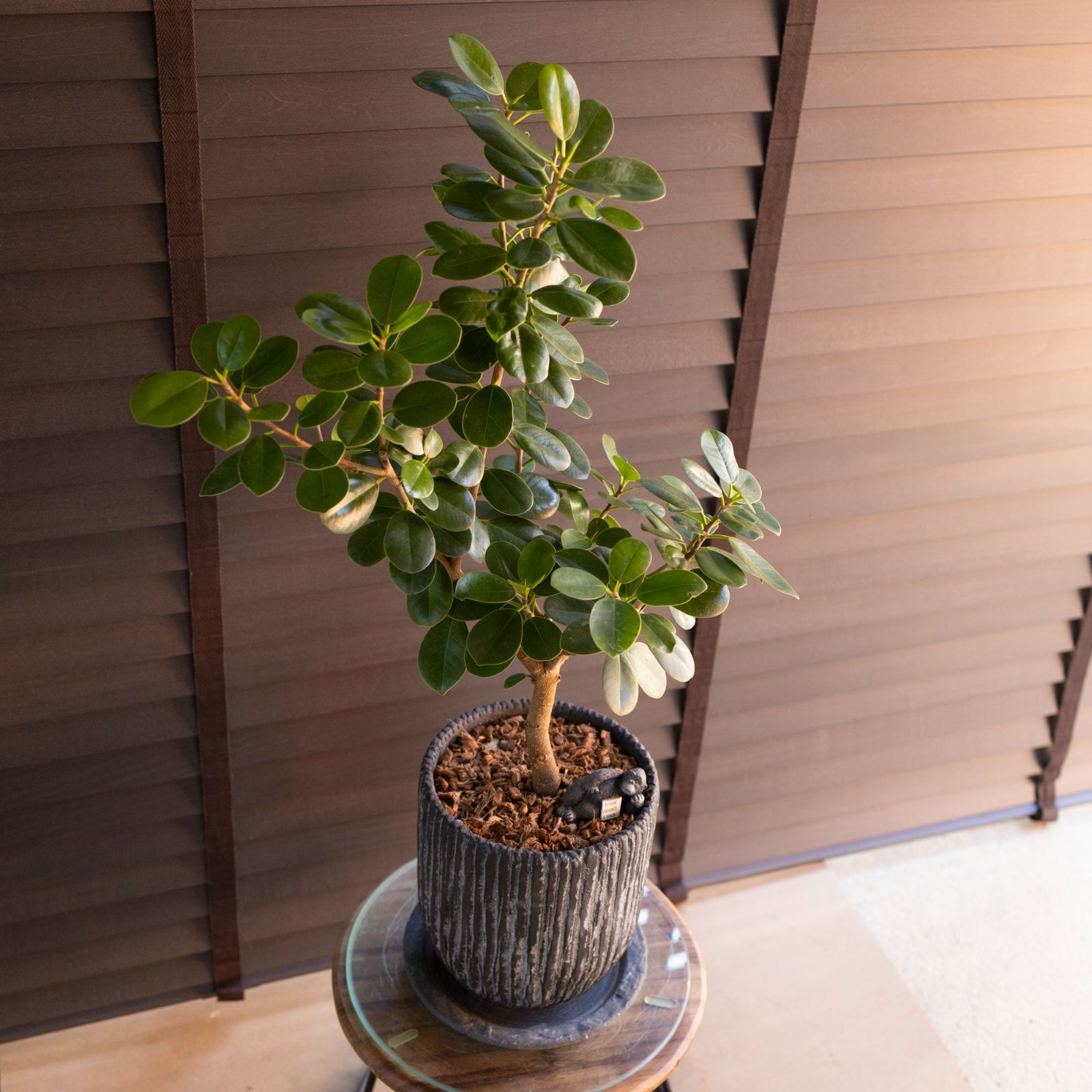 パンダガジュマル 6号 陶器鉢 ピック付 観葉植物 ガジュマルの木 多幸