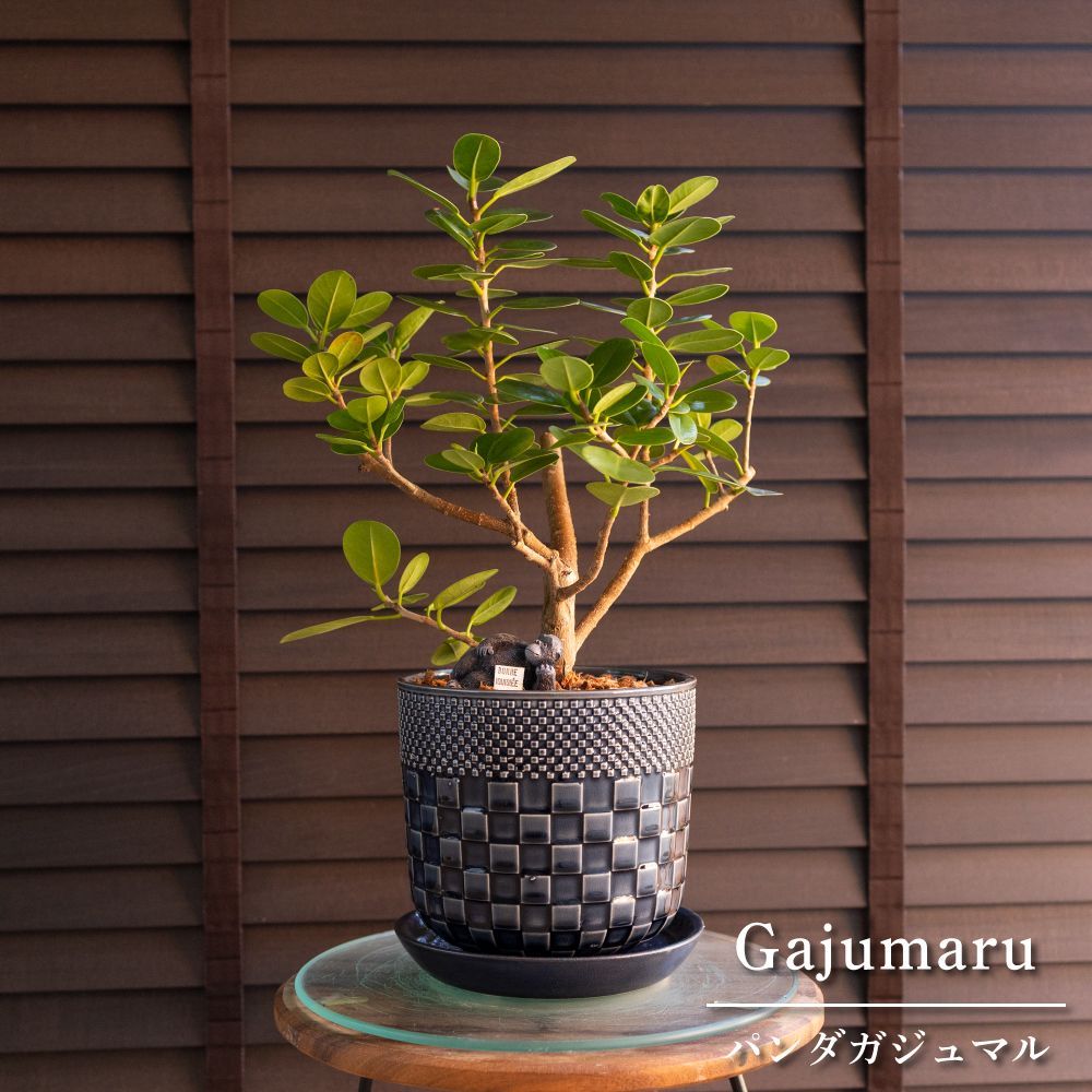 パンダガジュマル 6号 陶器鉢 ピック付 観葉植物 ガジュマルの木 多幸の木 ガジュマル 1108 NV