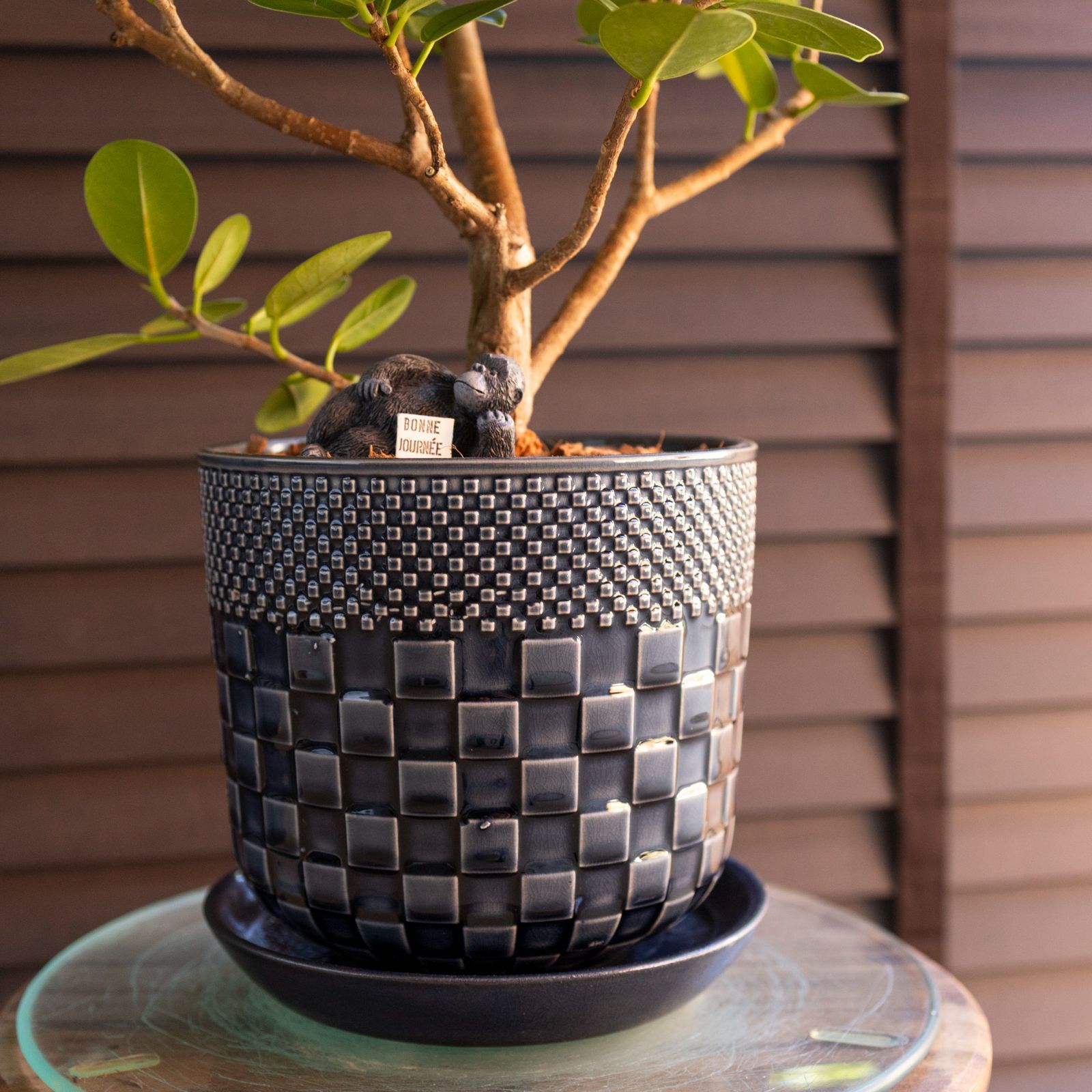 6号鉢 パンダガジュマル ② パンダガジュマル 観葉植物 6号 2本仕立て