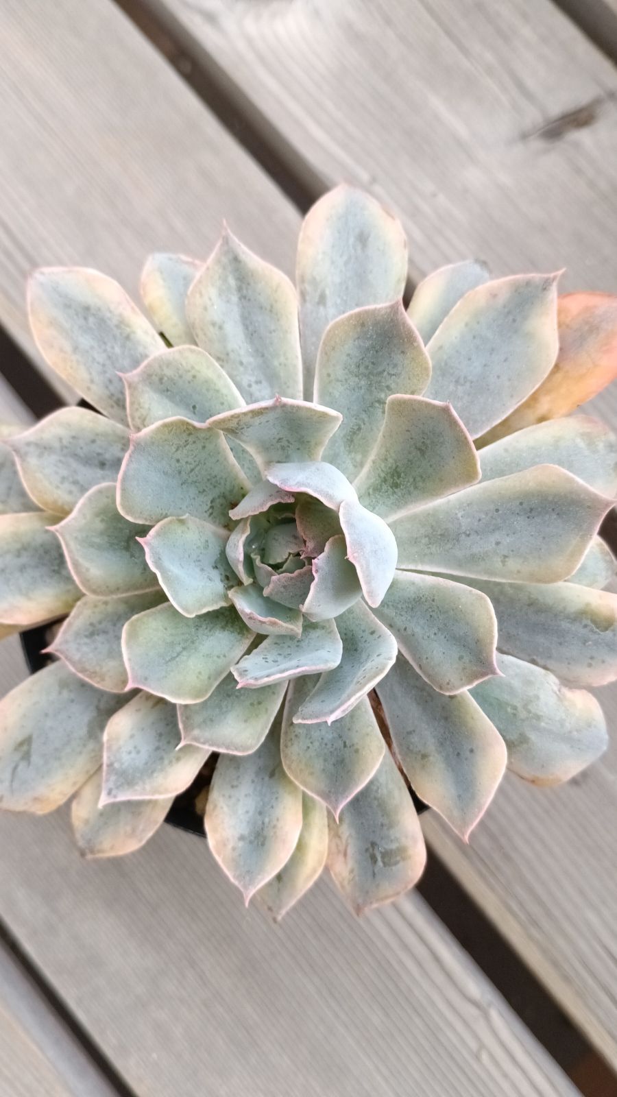 ❤️専用出品❤️ブルーサプライズ錦❤️抜き苗❤️ブルー札 ❤️専用