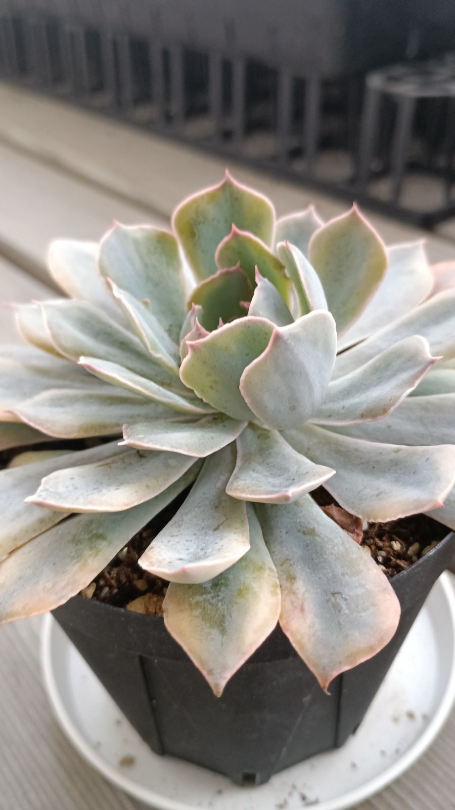 ❤️専用出品❤️ブルーサプライズ錦❤️抜き苗❤️ブルー札 ❤️専用