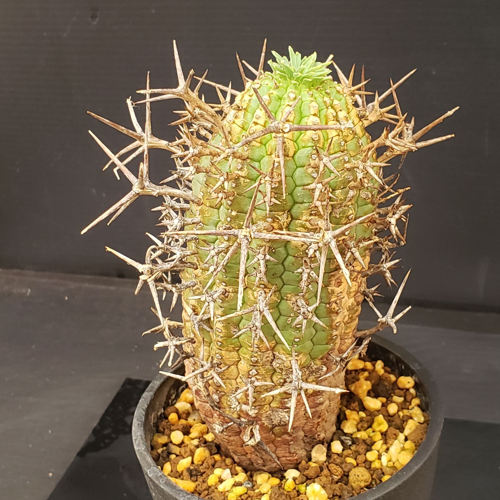 C 216 自社養生株 ユーフォルビア ステリスピナ 発根株 鉢植え サボテン 多肉植物